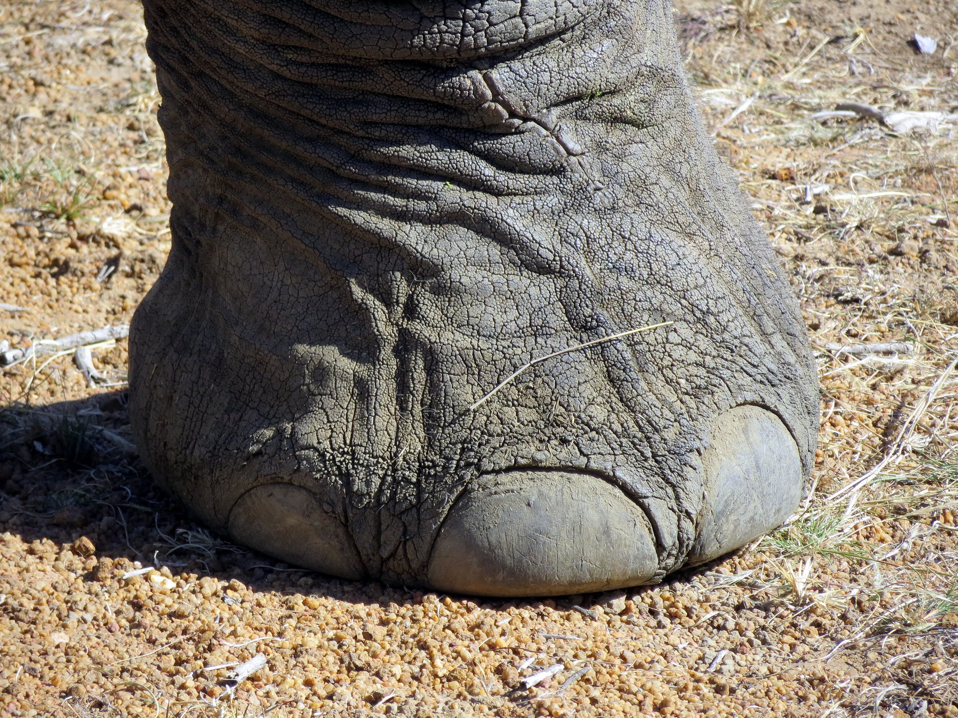 wildlife, foot, one animal, day, 4K, herbivorous, animal themes, vertebrate, field, no people, outdoors, africa, toenail, nature, animal, close-up, sunlight, HD Wallpaper
