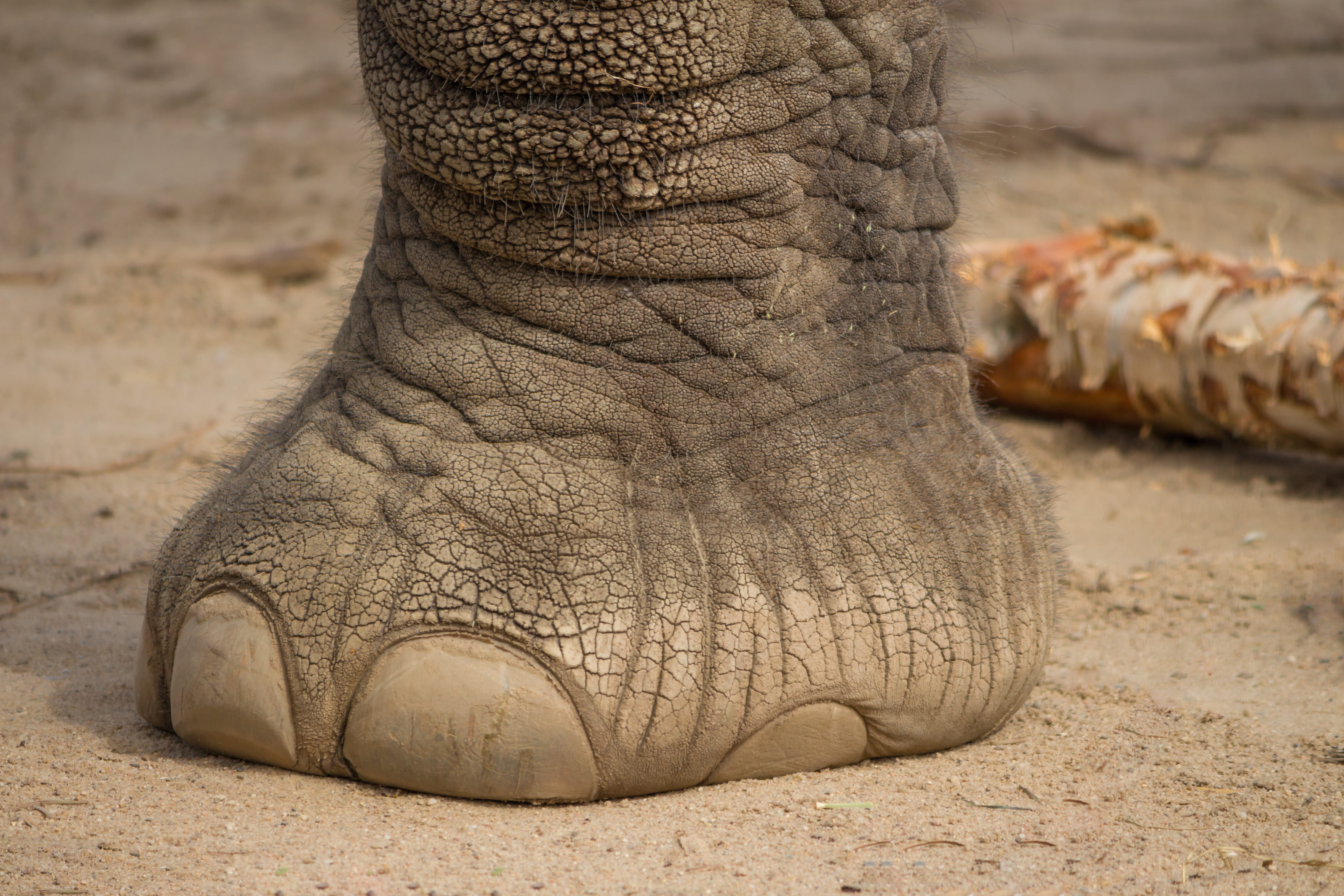animals in captivity, stability, animal wildlife, animal trunk, wrinkled, outdoors, toenail, animal, vertebrate, mammal, no people, skin, close-up, zoo, HD Wallpaper