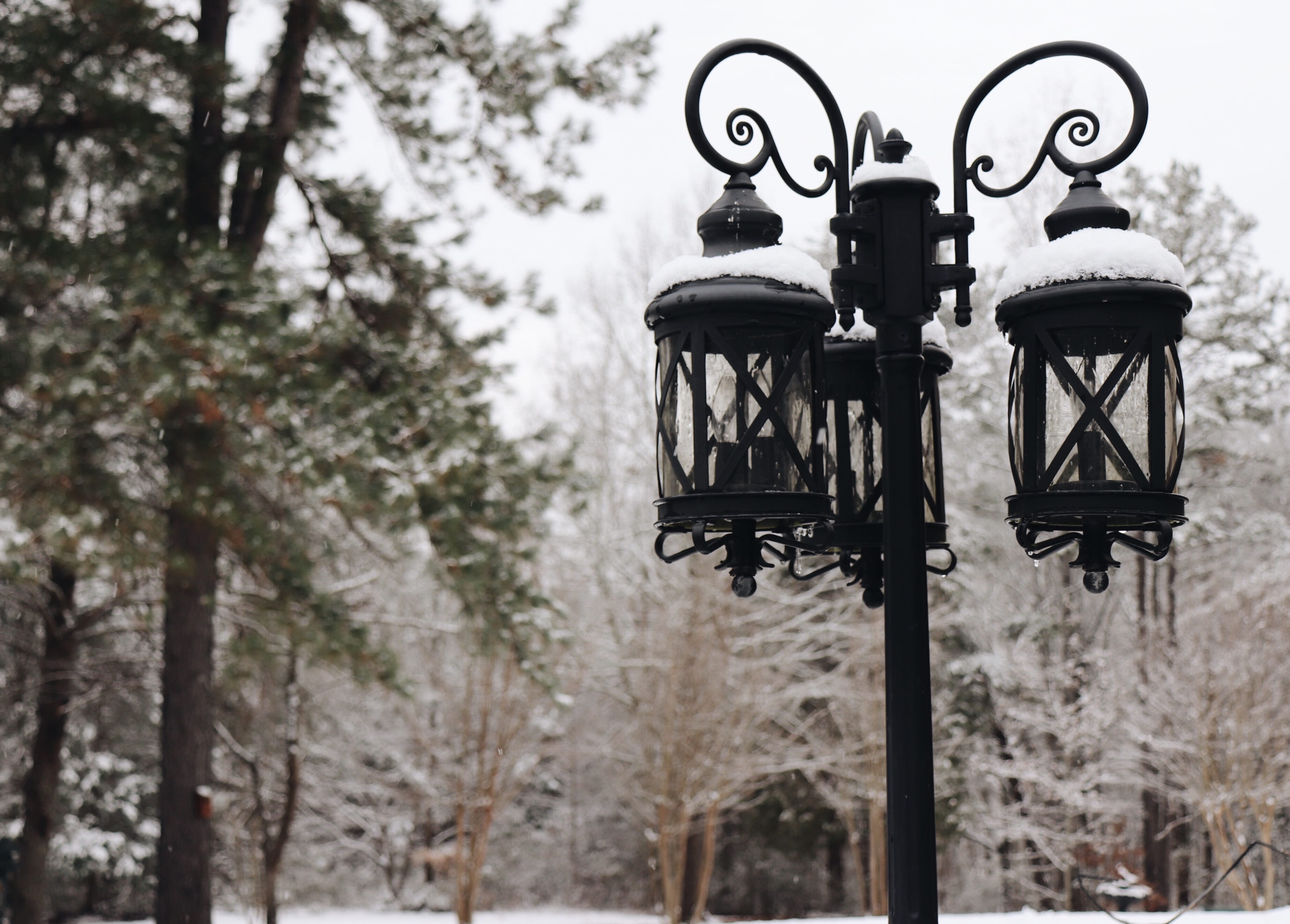 plant, gas light, snow, low angle view, vertebrate, bird, no people, post, 2K, electric lamp, wrought iron, lamp, near, trees, day, world, street light, HD Wallpaper