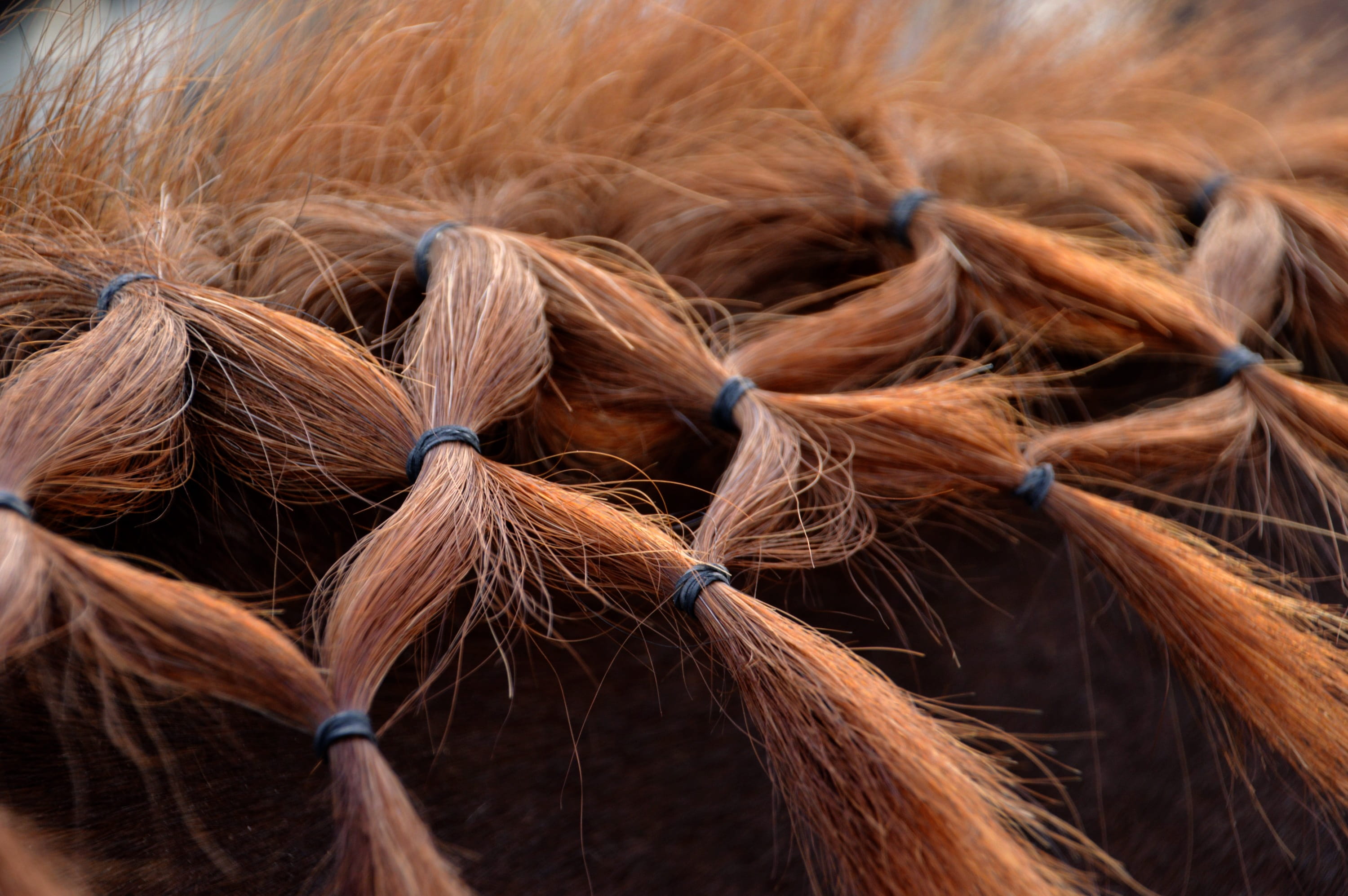 horse, 2K, animal, mammals, close-up, selective focus, brown, softness, nature, abundance, animals, still life, tied up, hair, hairstyle, rural, mane, HD Wallpaper