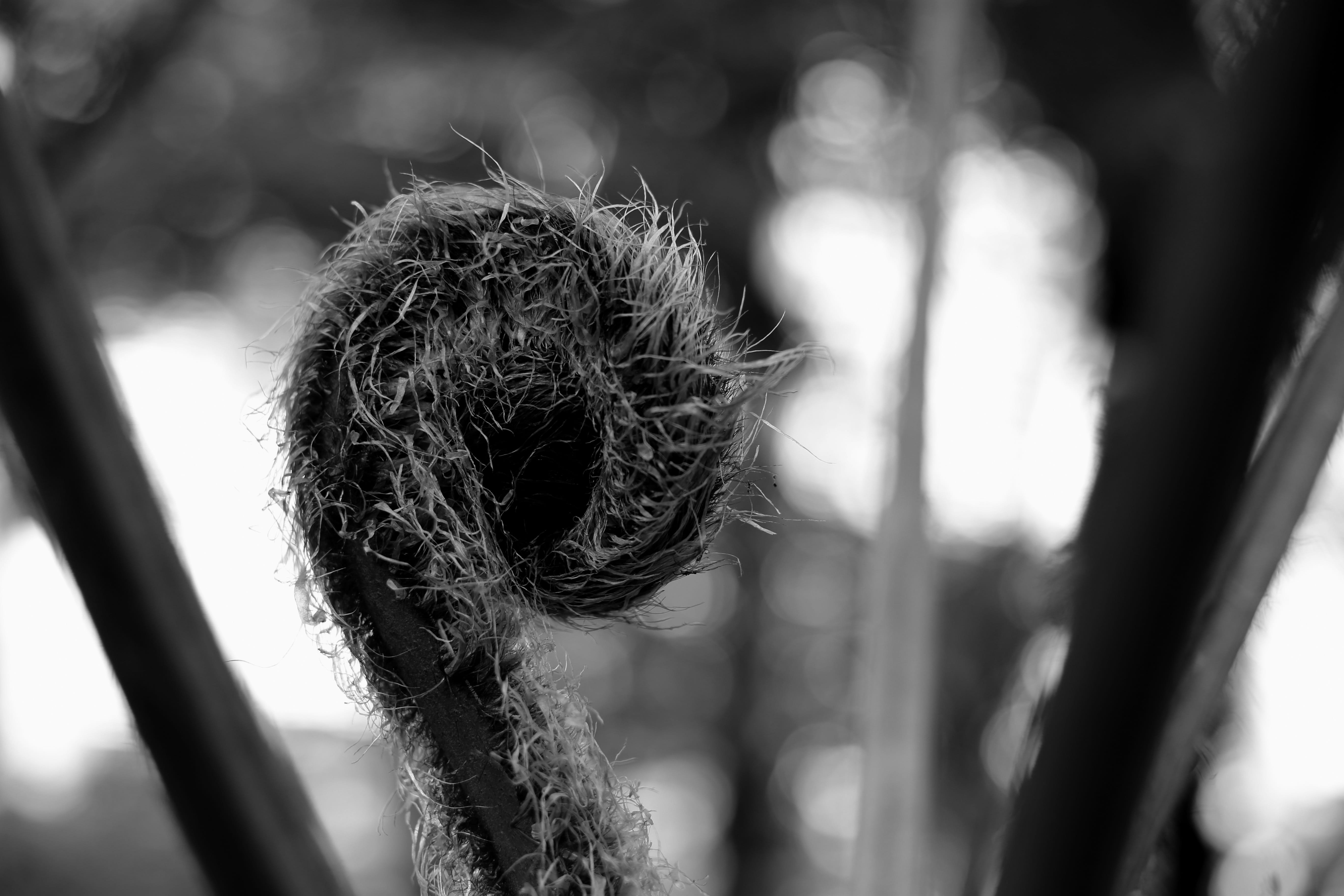 leaf, rope, fern, equipment, focus on foreground, fresh, outdoors, flora, strength, wood - material, tree, green, natural, metal, textured, nature, still life, HD Wallpaper