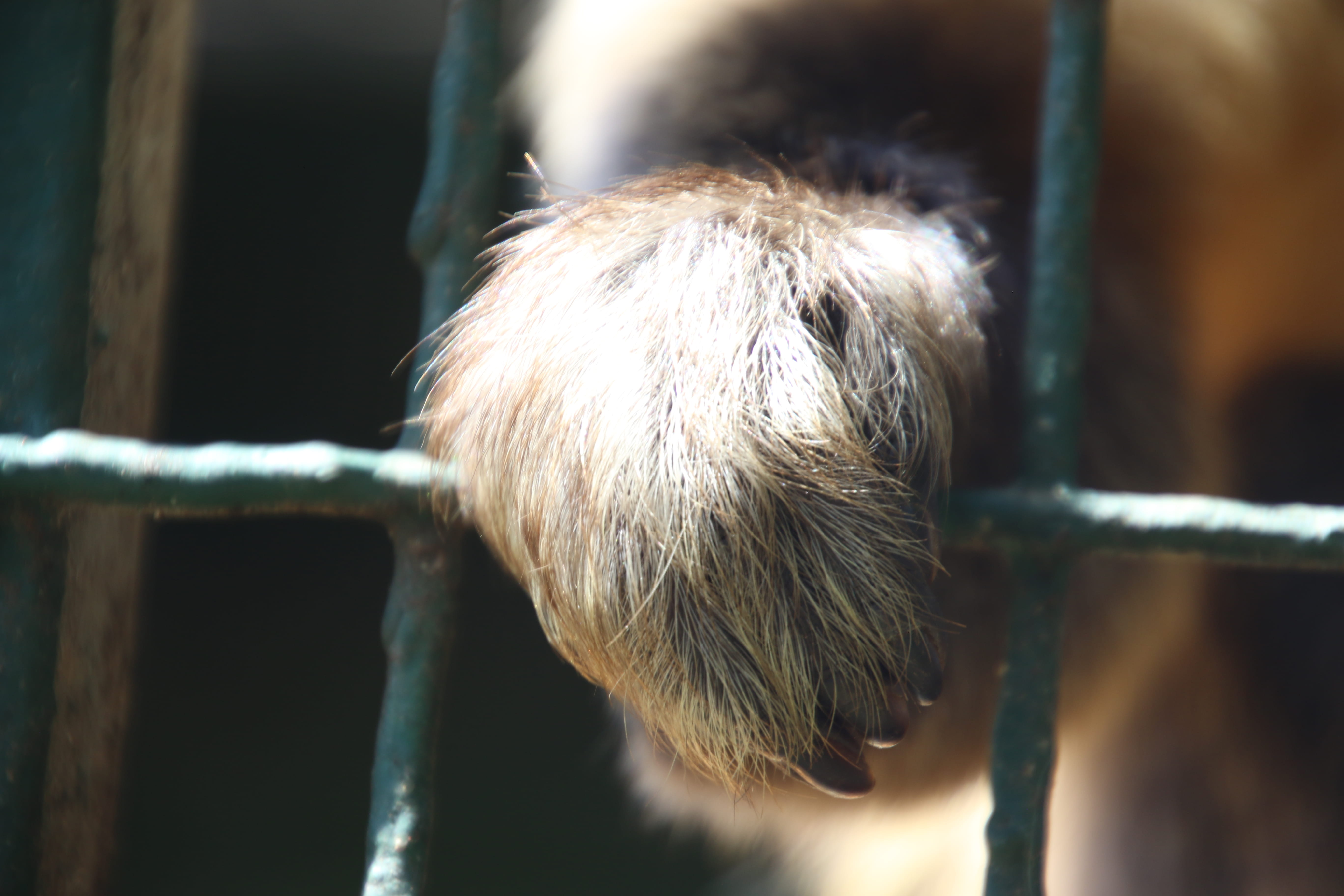 security, focus, tied up, fence, hair, sunlight, nature, no people, furry, fur, focus on foreground, metal, selective focus, close-up, rope, mammal, 5K, HD Wallpaper