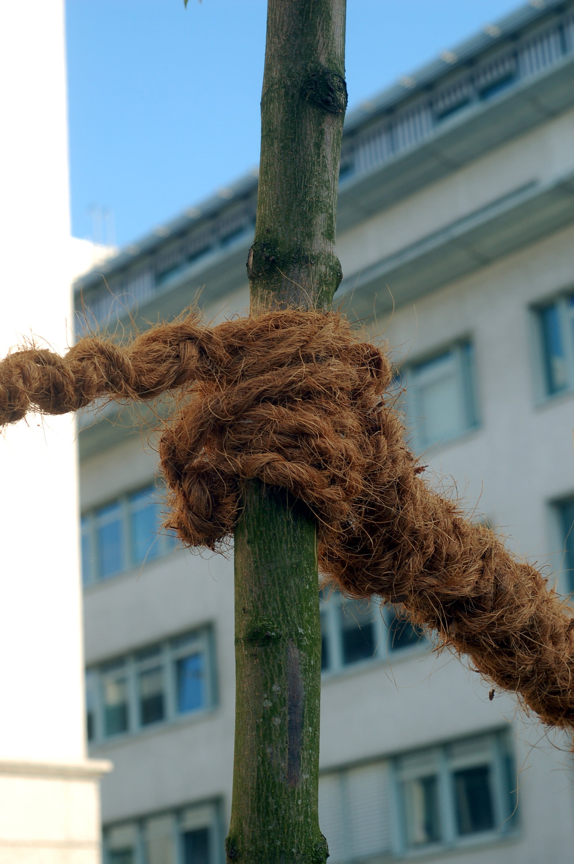 standby, nature, tree, bond, window, built structure, low angle view, close-up, no people, rope, 2K, strain, tree trunk, hairstyle, hair, building exterior, Phone HD Wallpaper