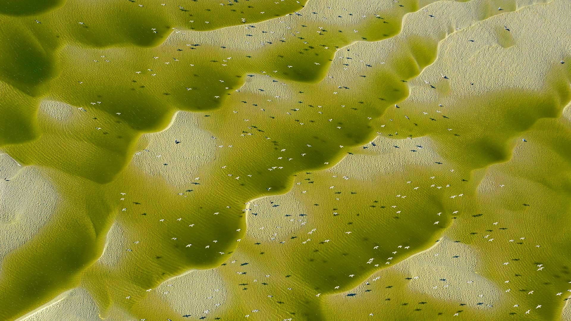 nature, birds, Bing, animals, 2017 (Year), 1080P, aerial view, HD Wallpaper