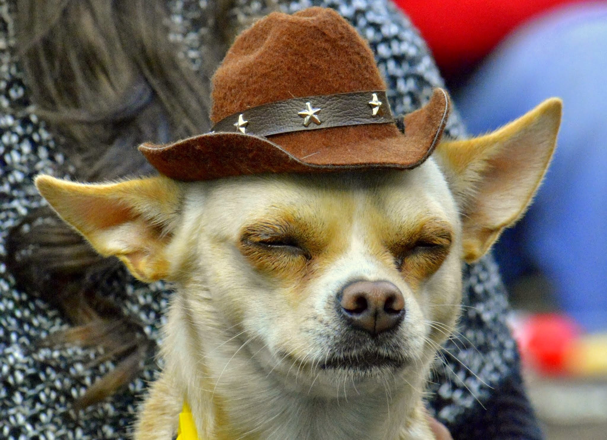 clothing, Dog, day, vertebrate, portrait, pet clothing, whisker, pets, listen, domestic, animal, chihuahua, wearing, domestic animals, one animal, Hat, HD Wallpaper