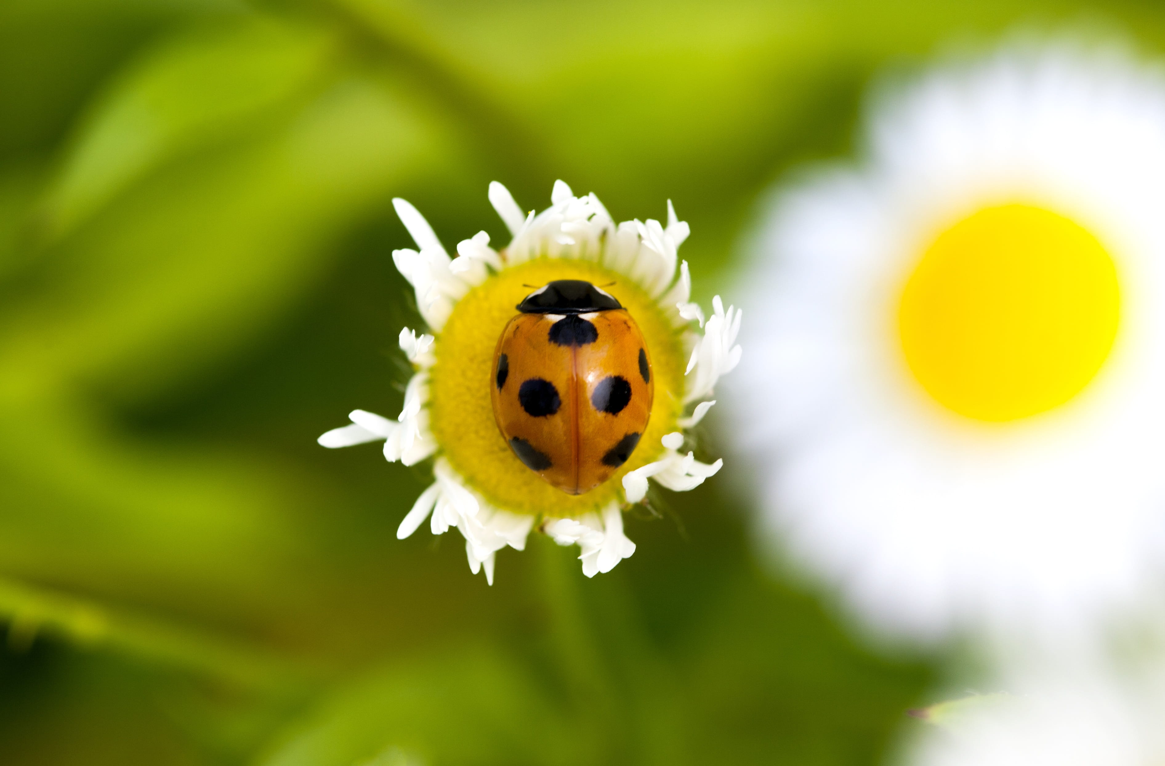 small, Ladybug, flower, plant, spring flowers, nature, petal, one animal, landscape, focus on foreground, dandelion, flowering plant, flower head, yellow, HD Wallpaper