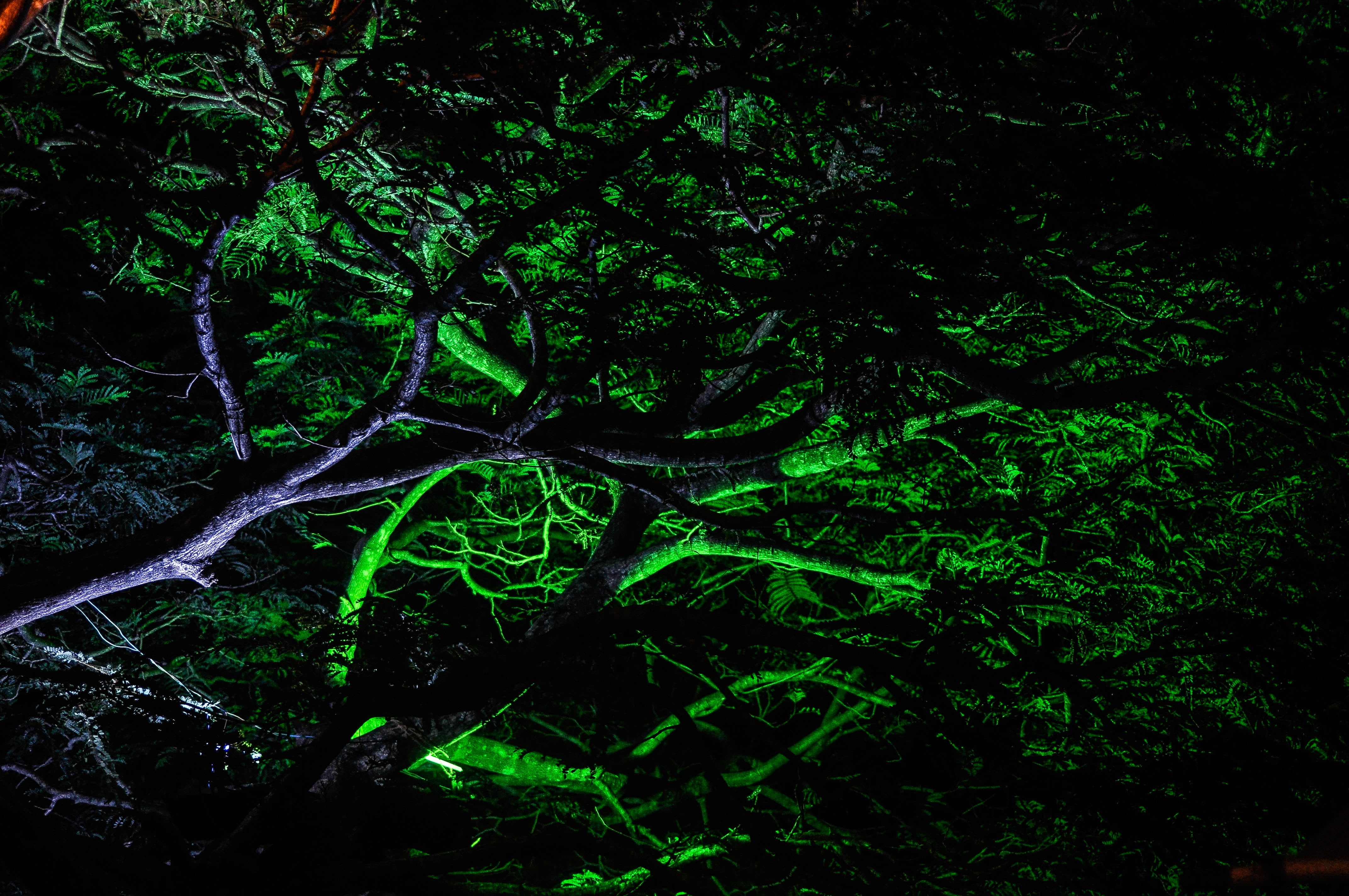 4K, light, day, growth, no people, plant, rainforest, hooters, woodland, land, branch, non-urban scene, clean, obsession, air, beauty in nature, hub, lush foliage, HD Wallpaper
