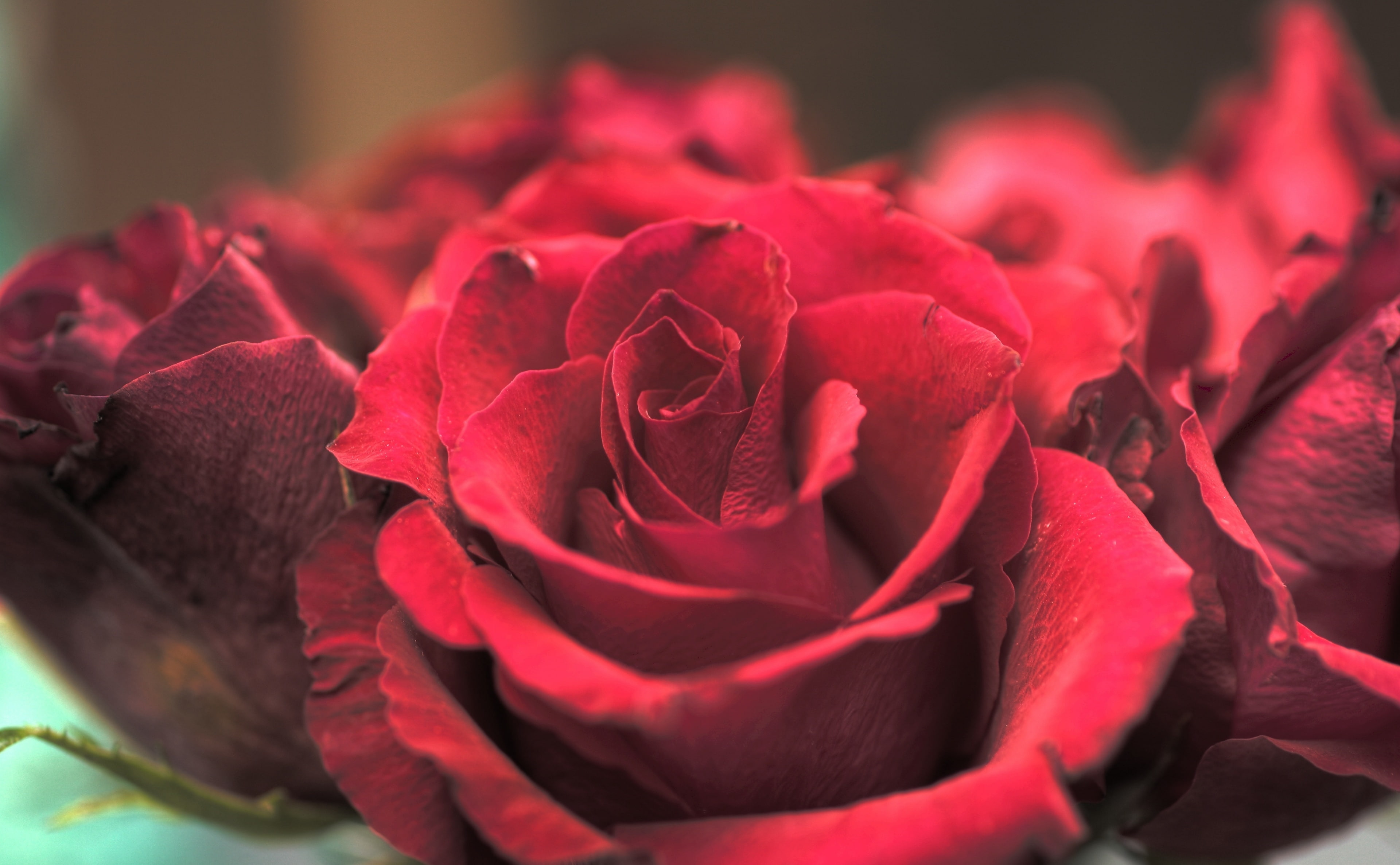 plant, Macro, vulnerability, red, rose, focus on foreground, flower arrangement, beauty in nature, obsession, 4K, selective focus, flowering plant, Nature, HD Wallpaper