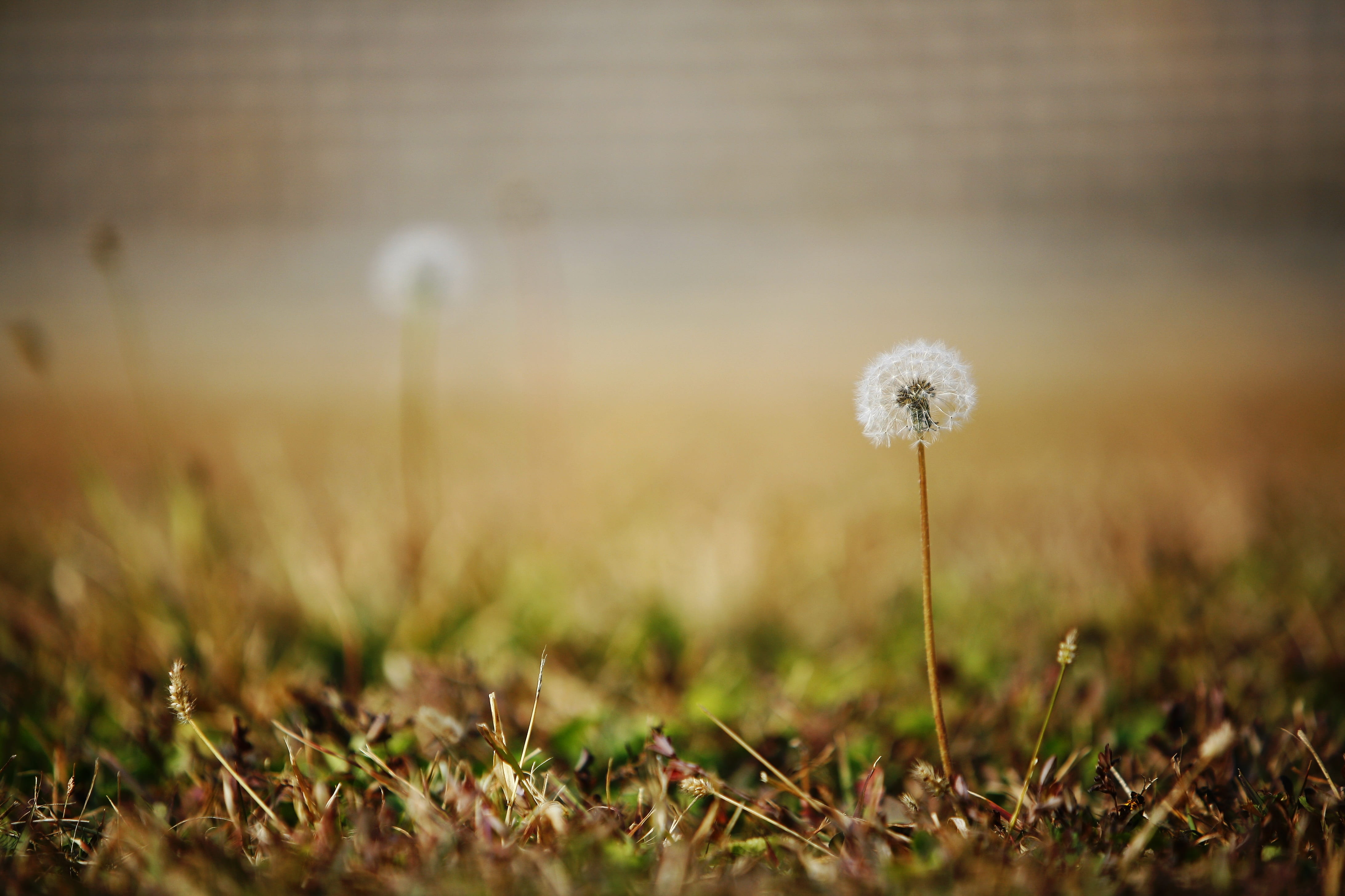 flowers, autumn, dandelion, close-up, field, flowering plant, grass, selective focus, nature, land, beauty in nature, focus on foreground, flower, no people, HD Wallpaper