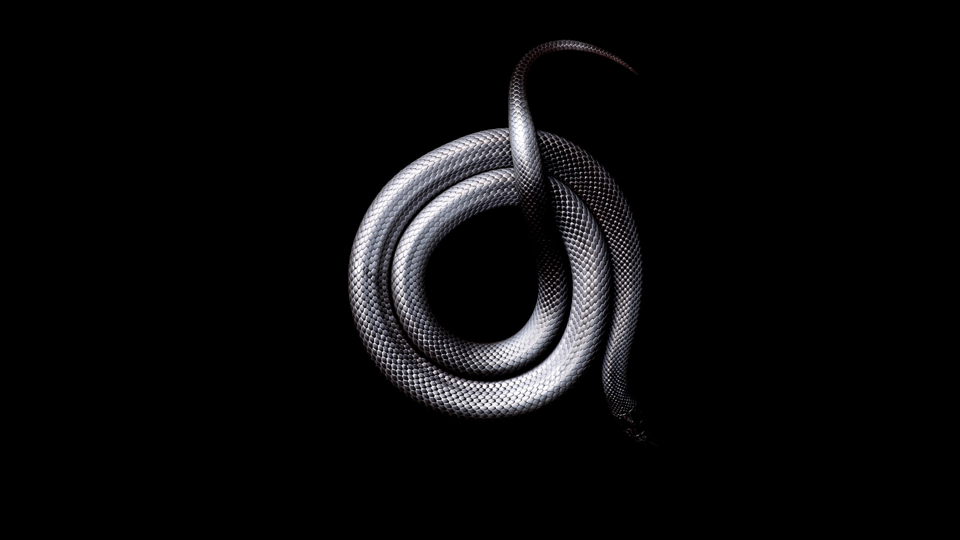 animals, black, snake, 1080P, Dark, HD Wallpaper