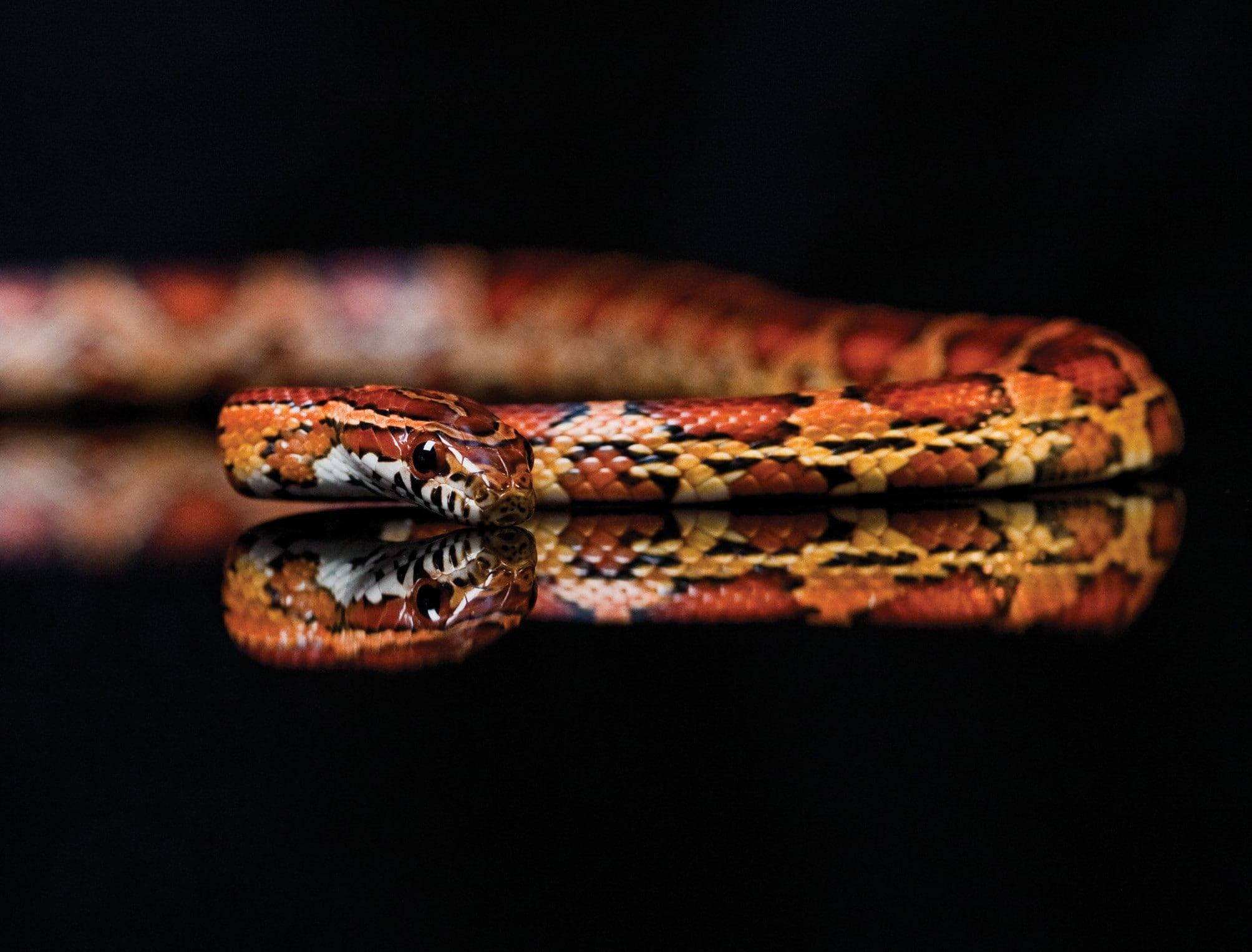 focus on foreground, animal eye, lizard, animal body part, red, animals, animal themes, indoors, reptile, animal, close-up, poisonous, animal scale, animal wildlife, HD Wallpaper