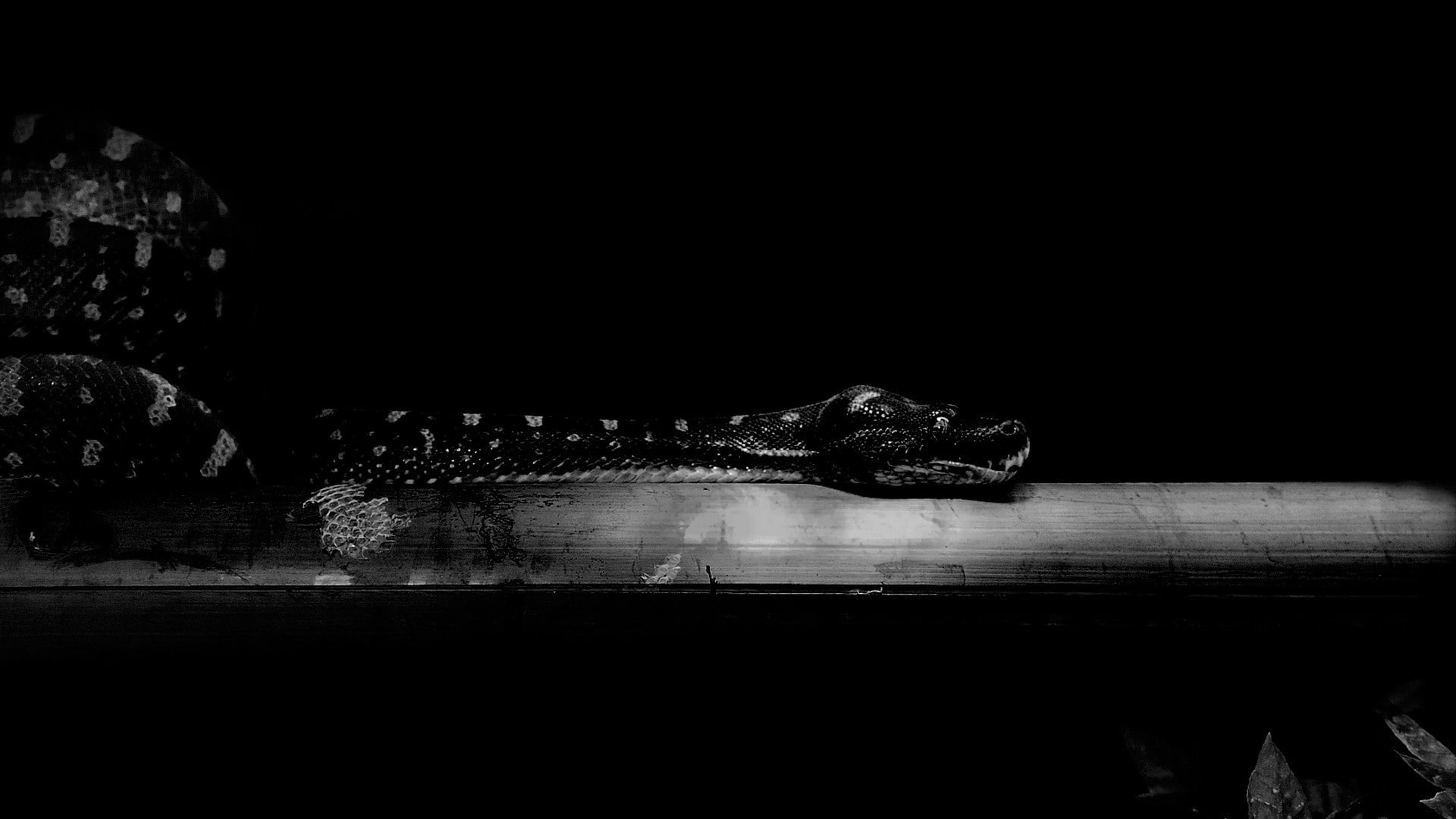 leaves, animal body part, crocodile, water, wood - material, vertebrate, monochrome, animals, animal, wood, no people, dark, nature, snake, animals in the wild, HD Wallpaper
