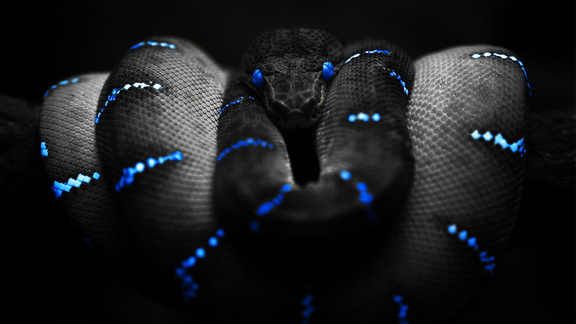 x, 1080P, snakes, background, Black, art, Blue, hd, HD Wallpaper