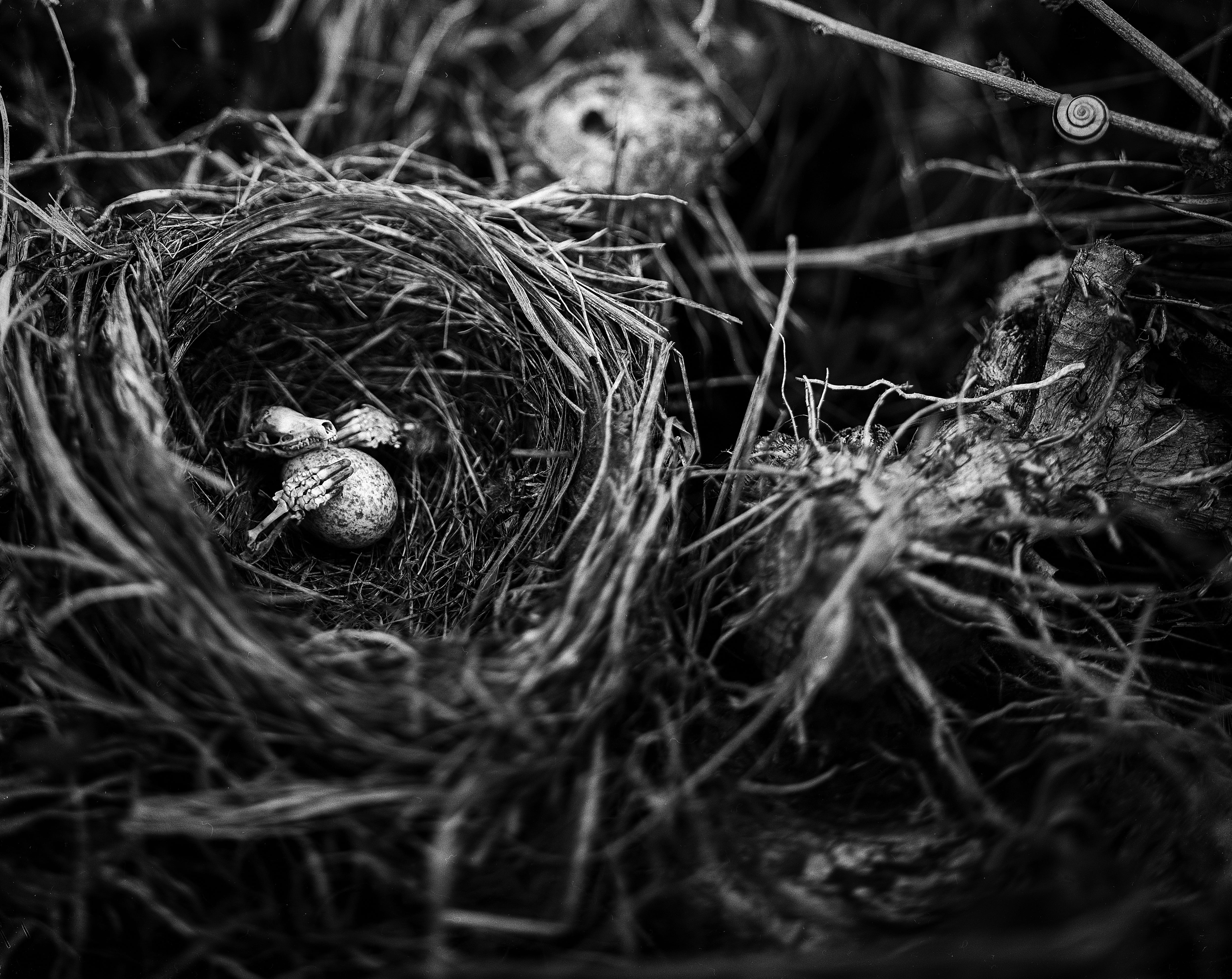 no people, birdnest, scary, plant, ghost, Egg, dead, spooky, halloween, horror, bird, selective focus, beginnings, Mood, dark, party, close-up, bone, high angle view, HD Wallpaper