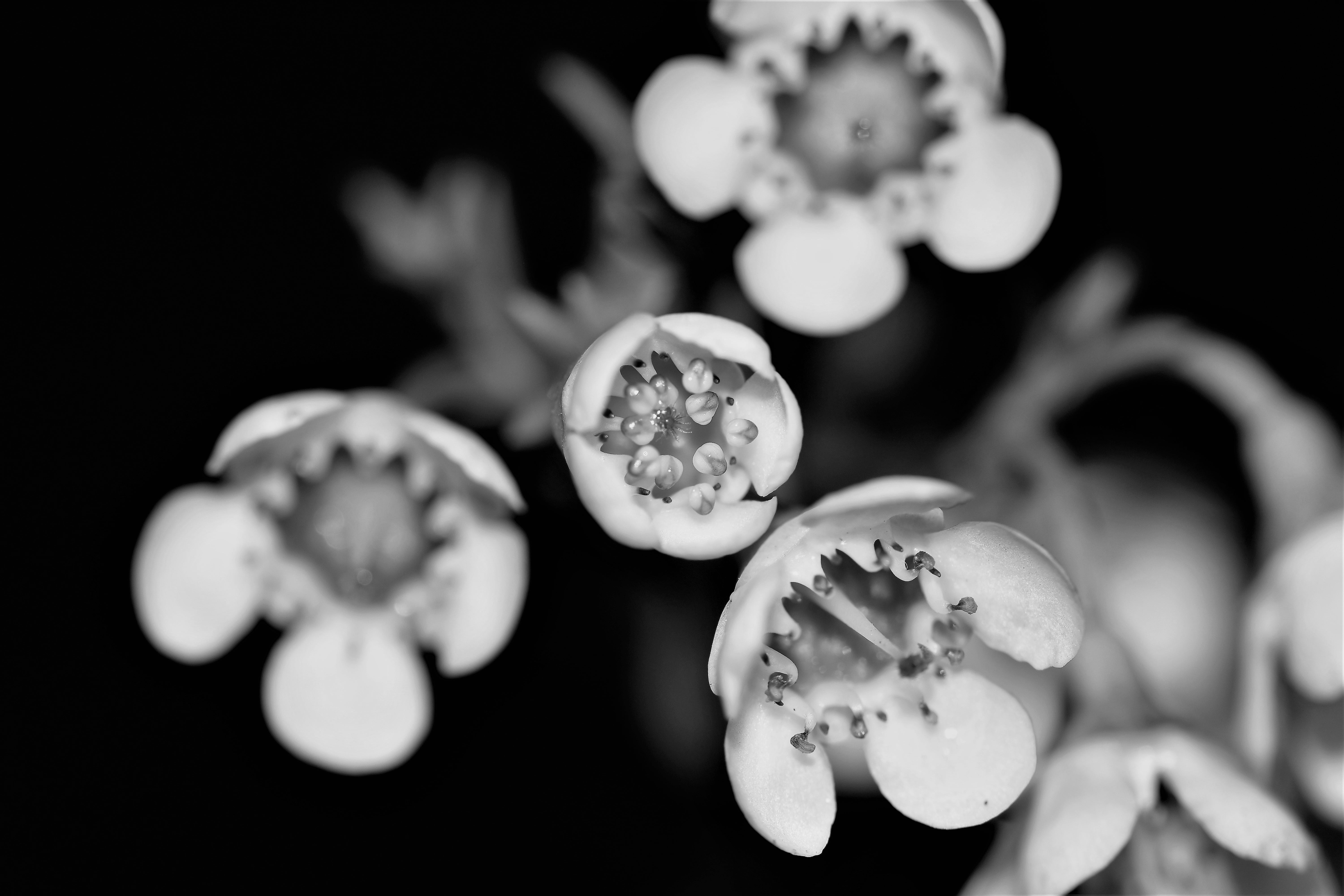 close-up, flower stamp, black and whitw, 5K, food, selective focus, macro, flowering plant, flowers, bloom, freshness, flower, close, beauty in nature, HD Wallpaper