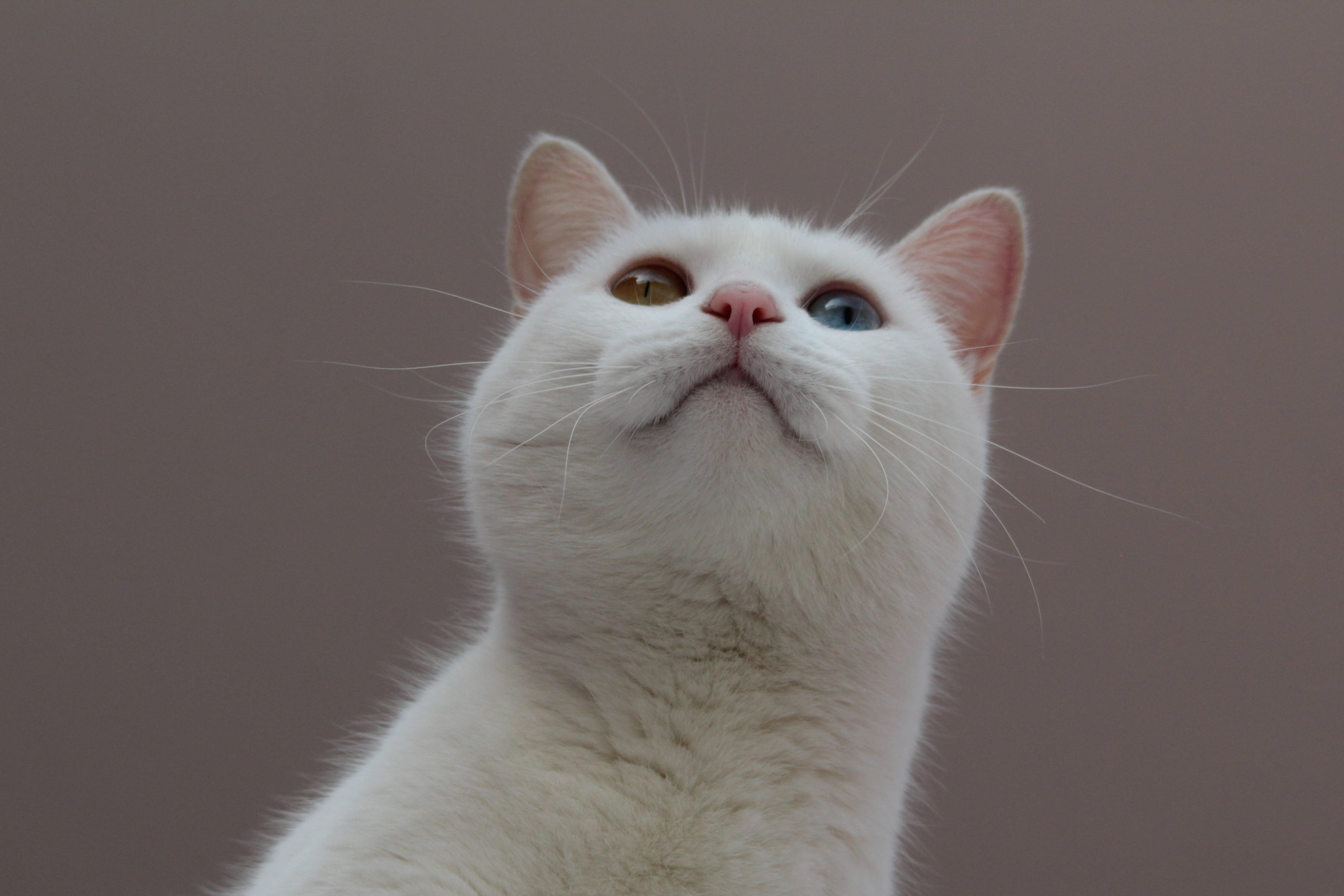 animal, domestic Animals, mammal, 4K, white, kitten, orange and blue, pets, orange, cute, blue, blue eyed, feline, eyed, domestic Cat, looking, cat, Zuri, HD Wallpaper