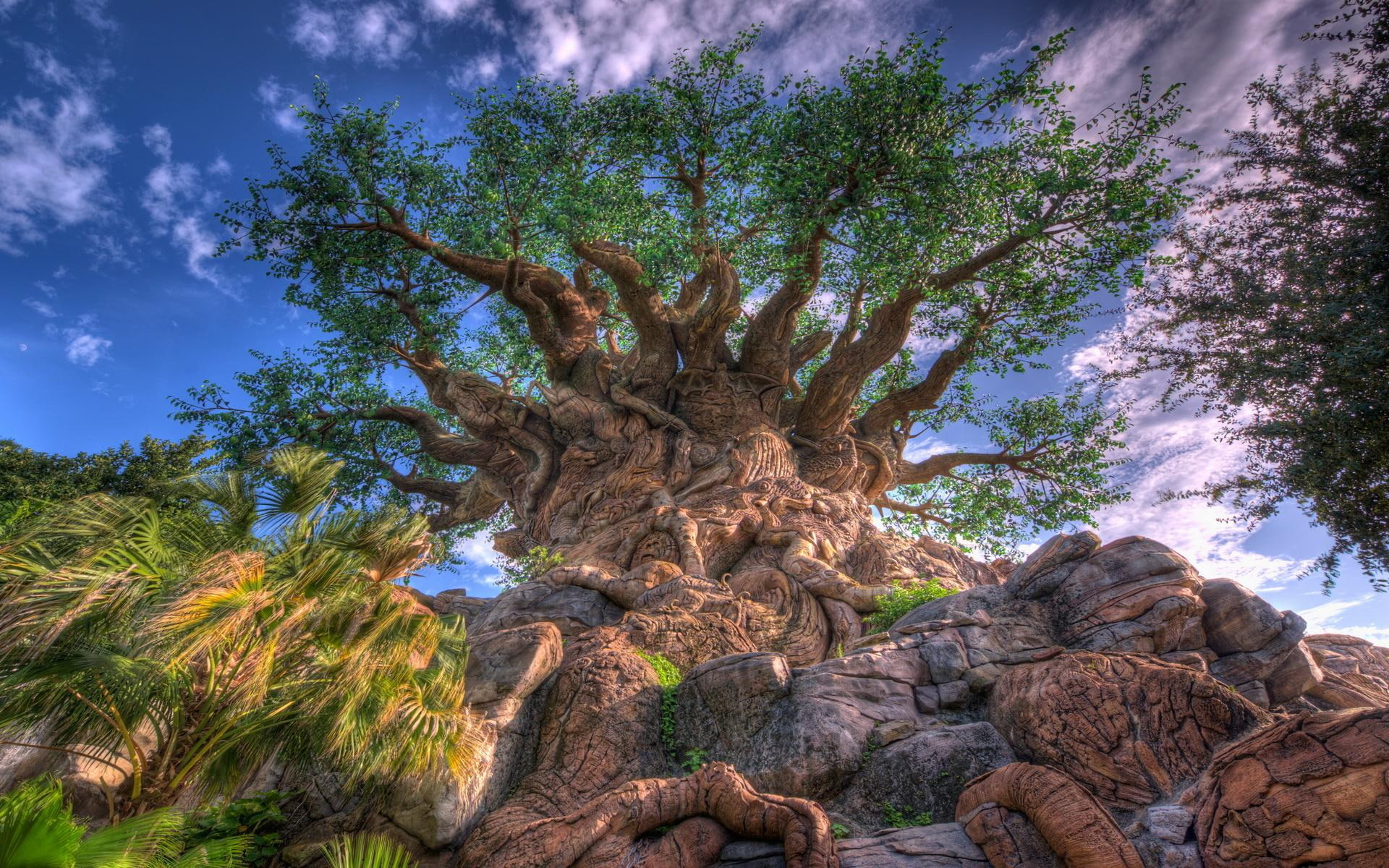 nature and landscapes, tree, odd, 1080P, rocks, nature, trees, HD Wallpaper