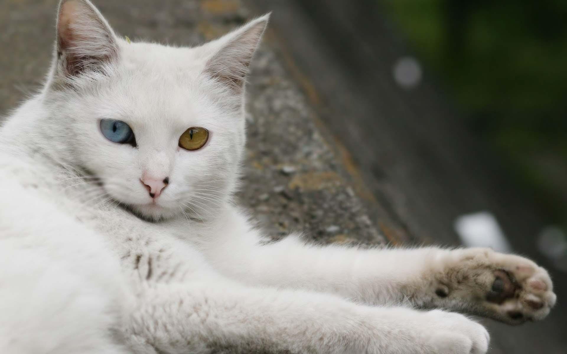 animals, eyed, cat, odd, 1080P, white, animal, HD Wallpaper