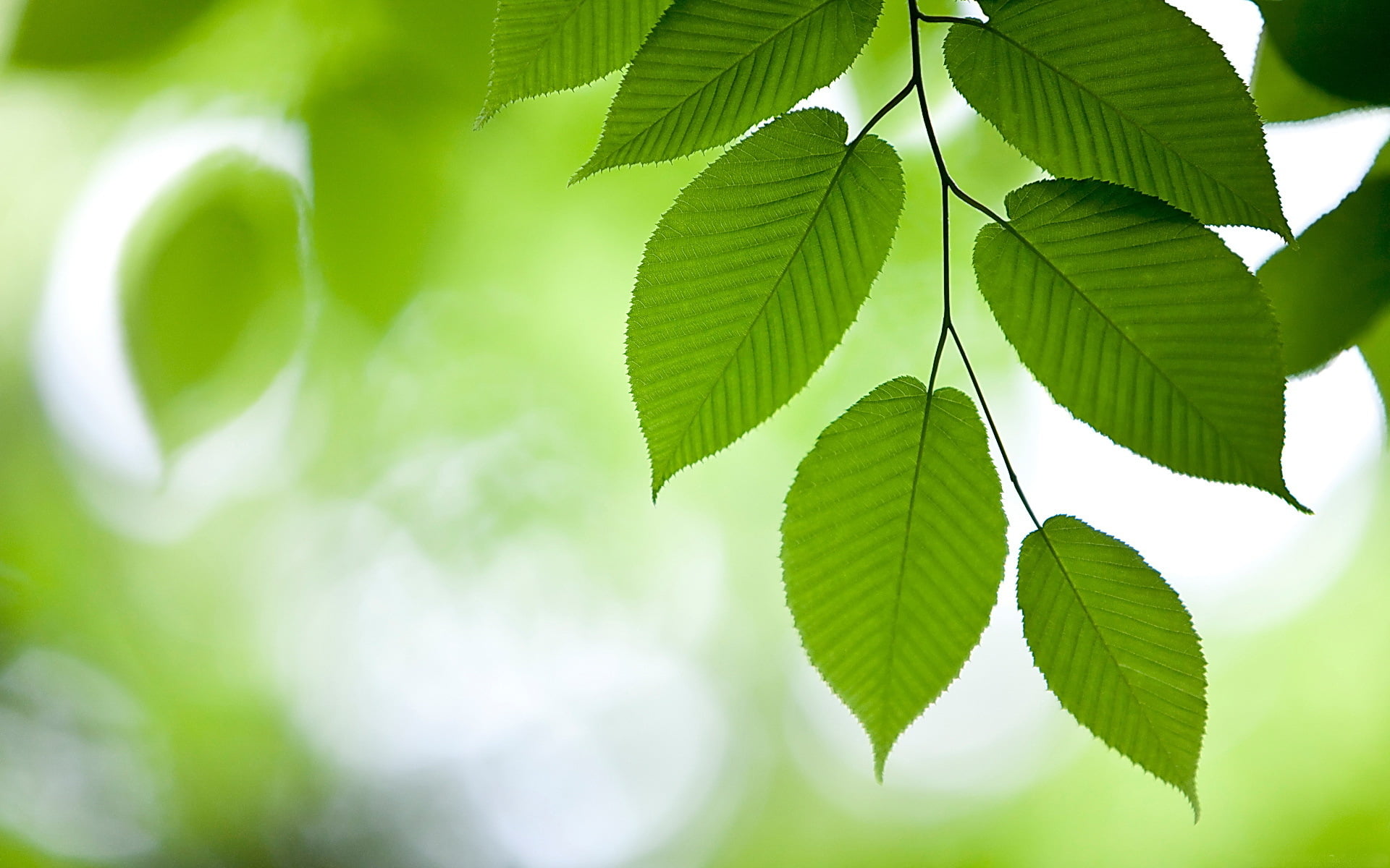 botany, color Image, growth, plant, beauty In Nature, environmental Conservation, green background, defocused, green Color, leaf vein, forest, sun, leaves, HD Wallpaper