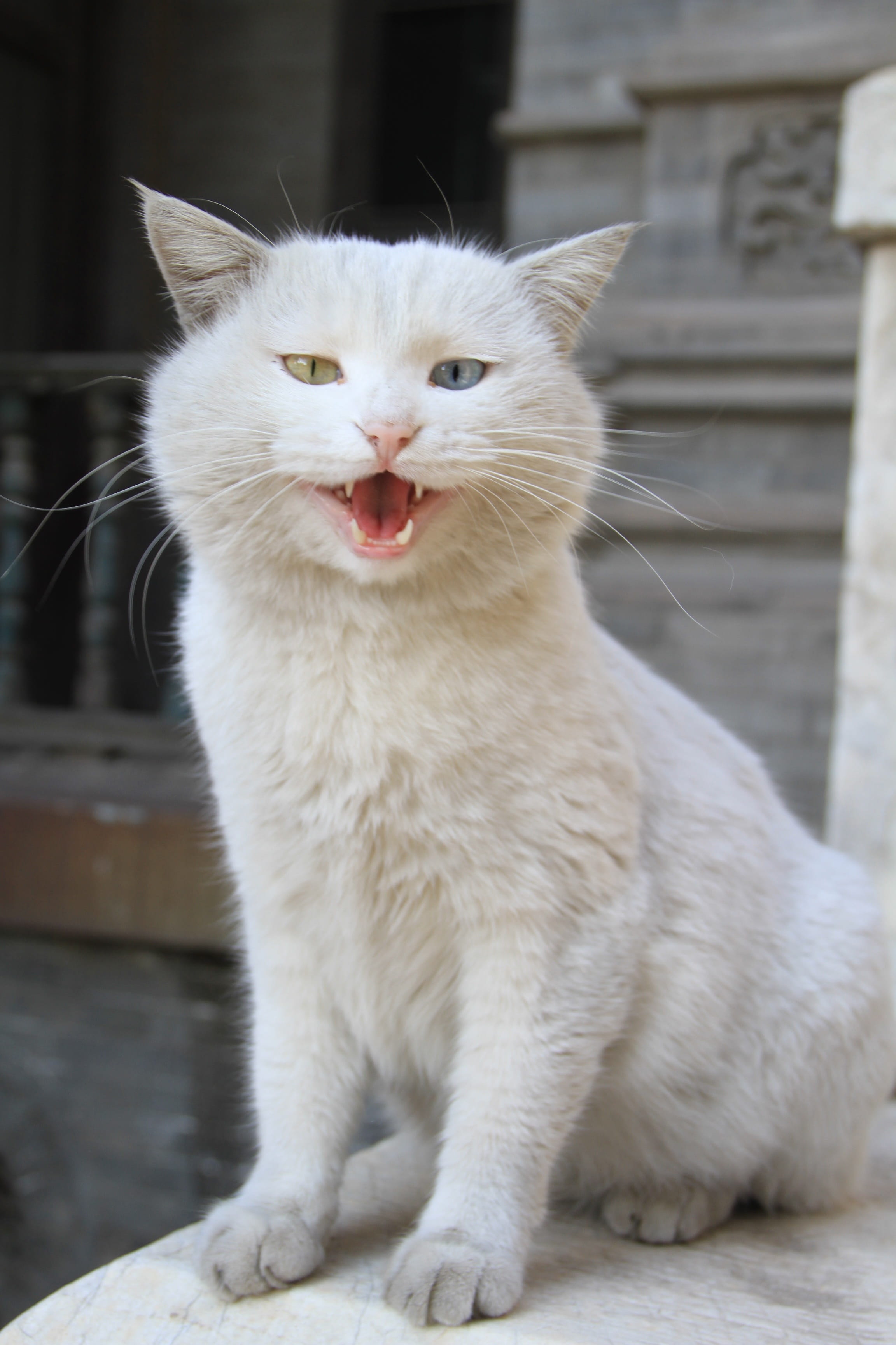 domestic Cat, focus on foreground, domestic, white, mammal, close-up, outdoors, no people, Cat, eyed, animal, feline, whisker, white color, mouth, animal themes, Phone HD Wallpaper