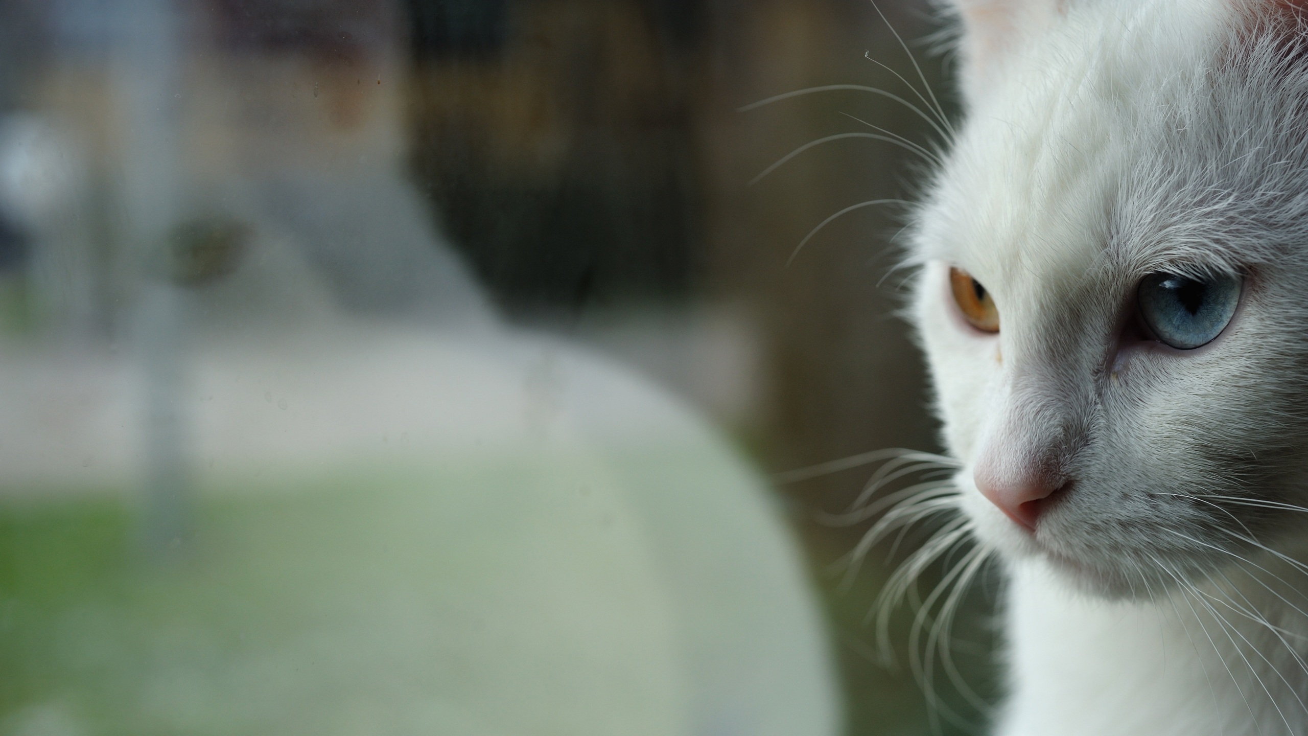 2K, domestic, reflection, window, odd-eye, domestic animals, cat, white cat, animal body part, indoors, no people, animal, vertebrate, animal eye, looking, HD Wallpaper