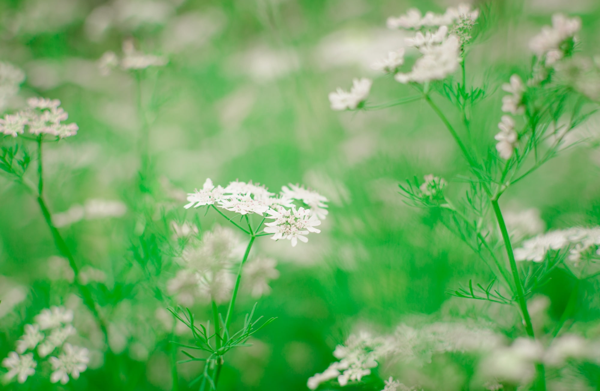 field, nature, vulnerability, close-up, beautiful, springtime, white, natural, flowering, land, 1080P, n, freshness, flower, Spring, fragility, Seasons, HD Wallpaper