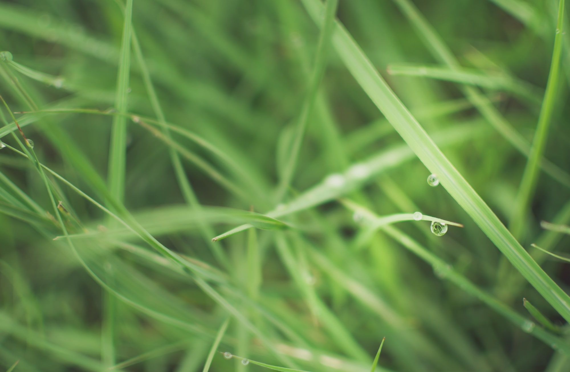 no people, dew, bokeh, rain, santosh, Aero, leaf, skinnestrock79, natural, r, plant part, day, backgrounds, Fresh, grass, drops, tranquility, blade of grass, HD Wallpaper