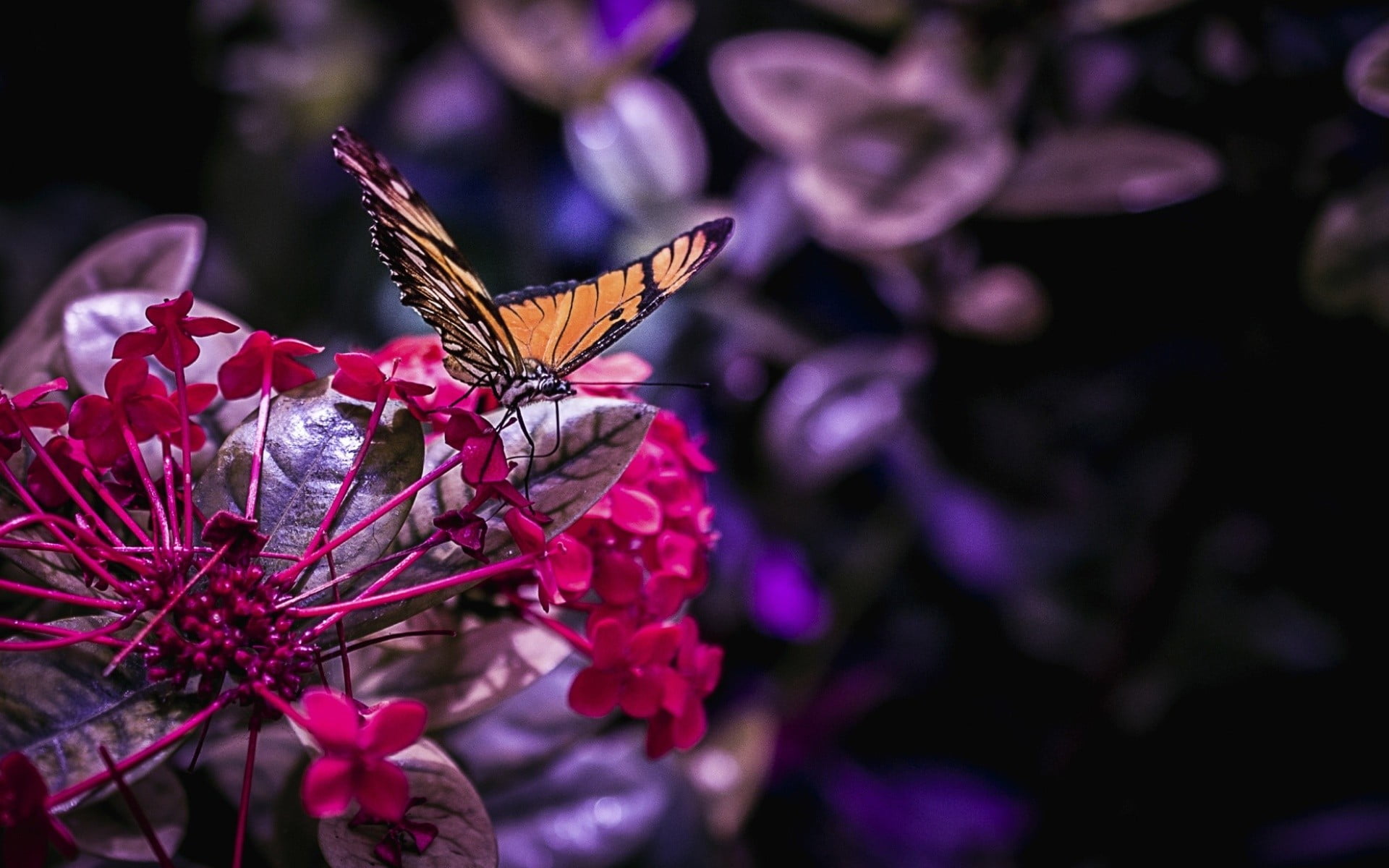 vulnerability, freshness, animal themes, flowering plant, animal wing, growth, fragility, flower, springtime, no people, animals in the wild, pollination, HD Wallpaper