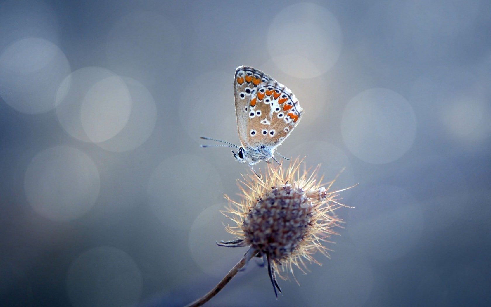 720P, flowers, insect, nature, animals, butterfly, HD Wallpaper