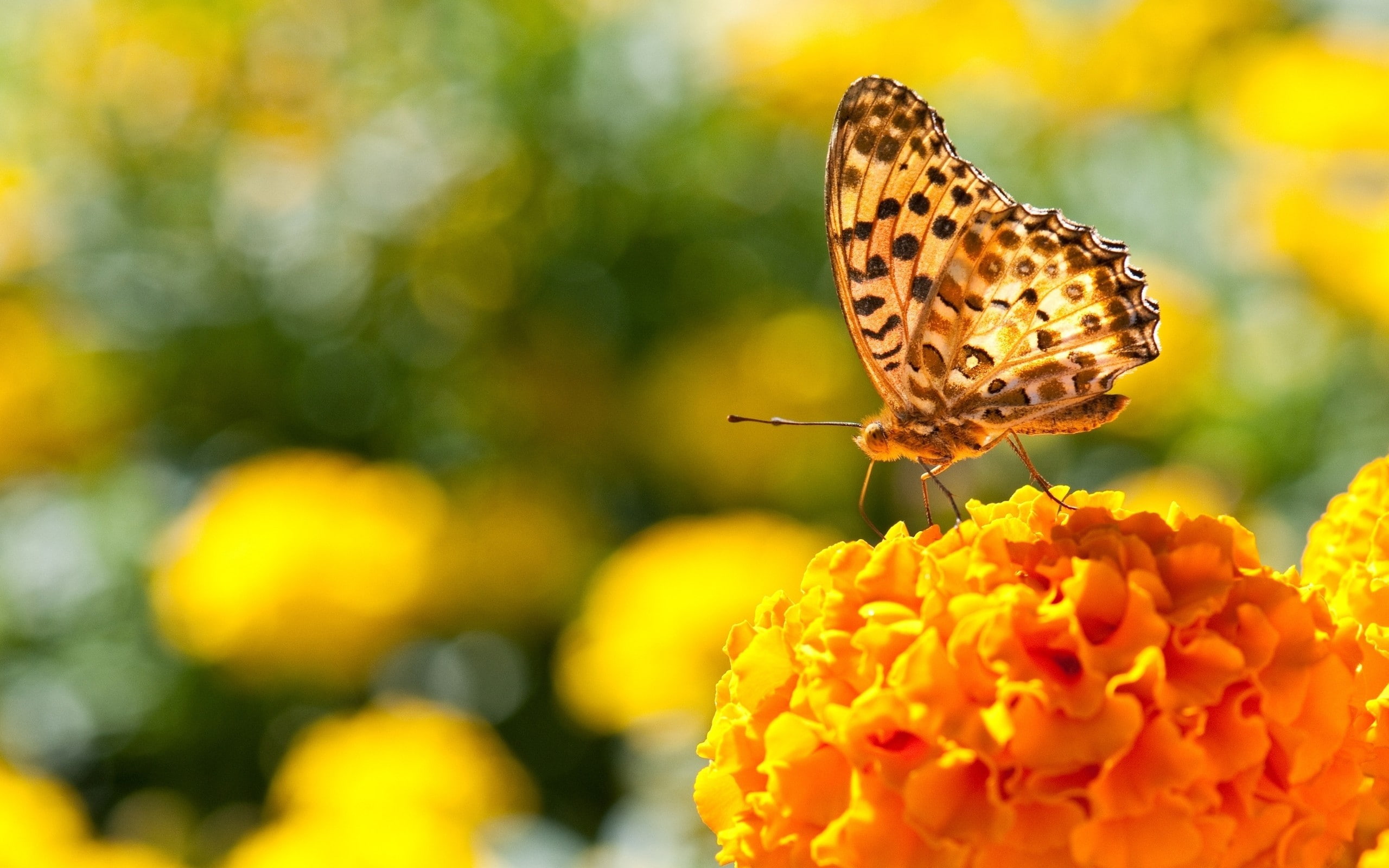 animals, flowers, marigolds, butterfly, nature, 2K, insect, HD Wallpaper