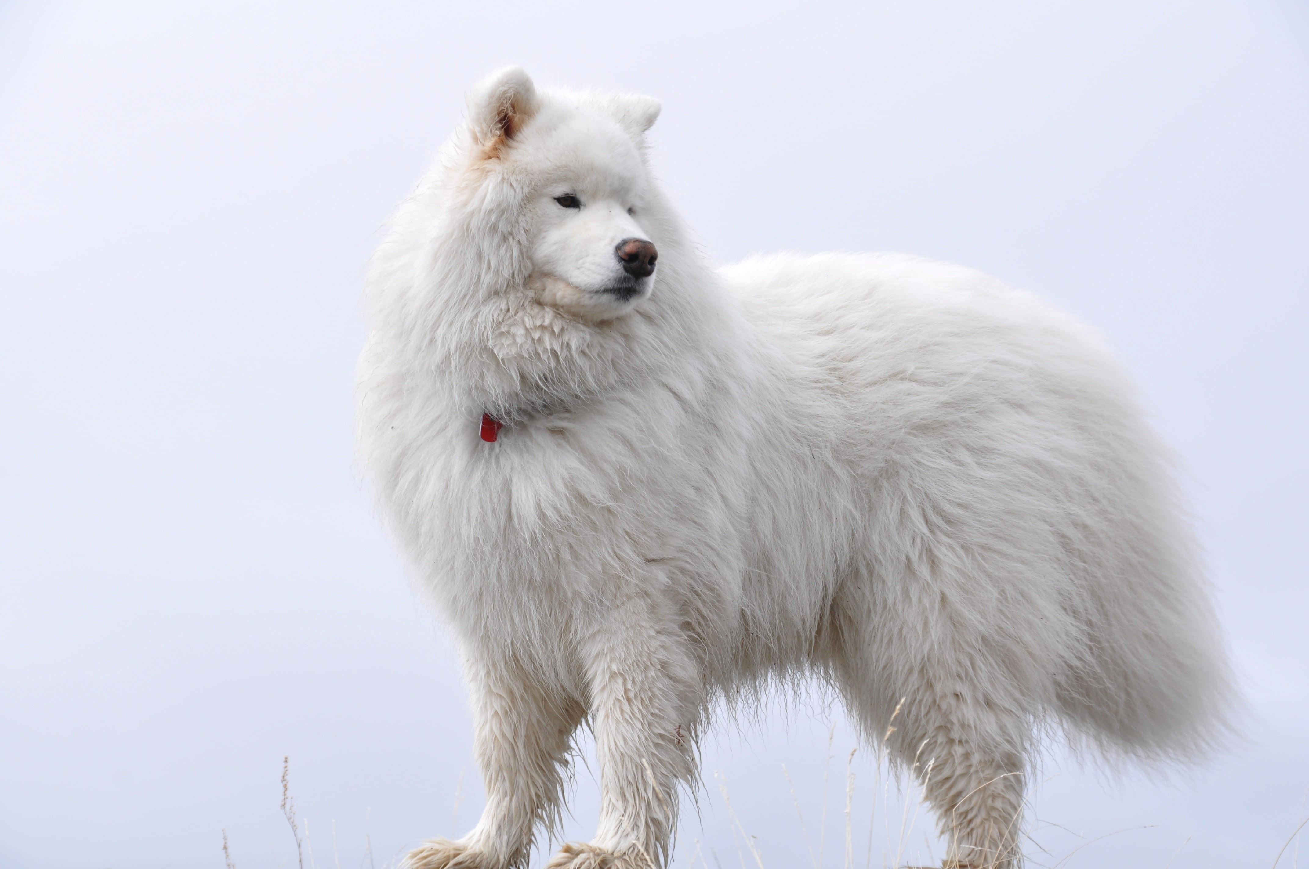 winter, front View, fluffy, young Animal, one Animal, cut Out, day, white, outdoors, studio Shot, cute, snowing, arctic, looking, pets, white color, spitz-Type Dog, HD Wallpaper