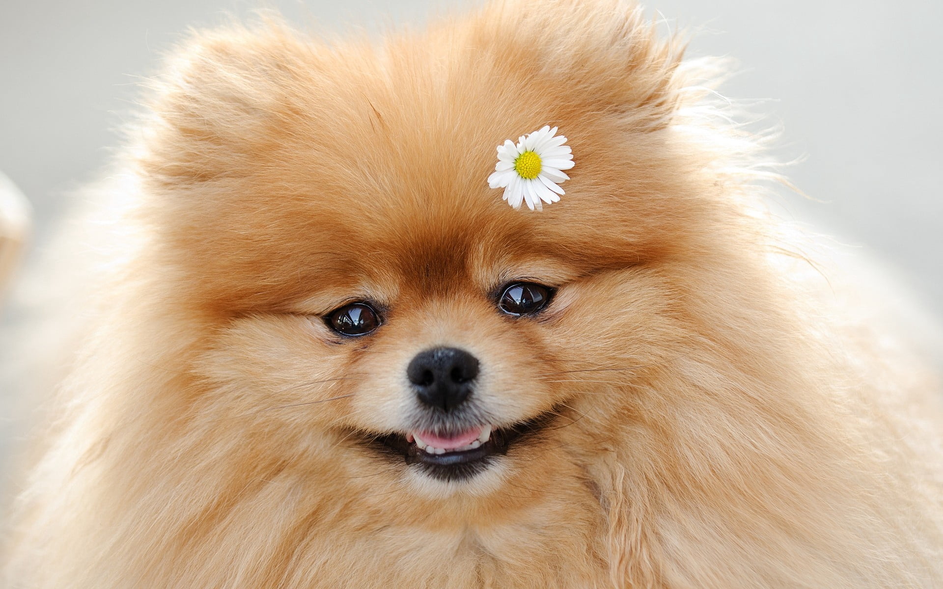 human Face, flowering plant, white, canine, flower, grooming, fur, close-up, cute, brown, pomeranian, looking, animal, 1080P, fun, domestic, animal Hair, HD Wallpaper