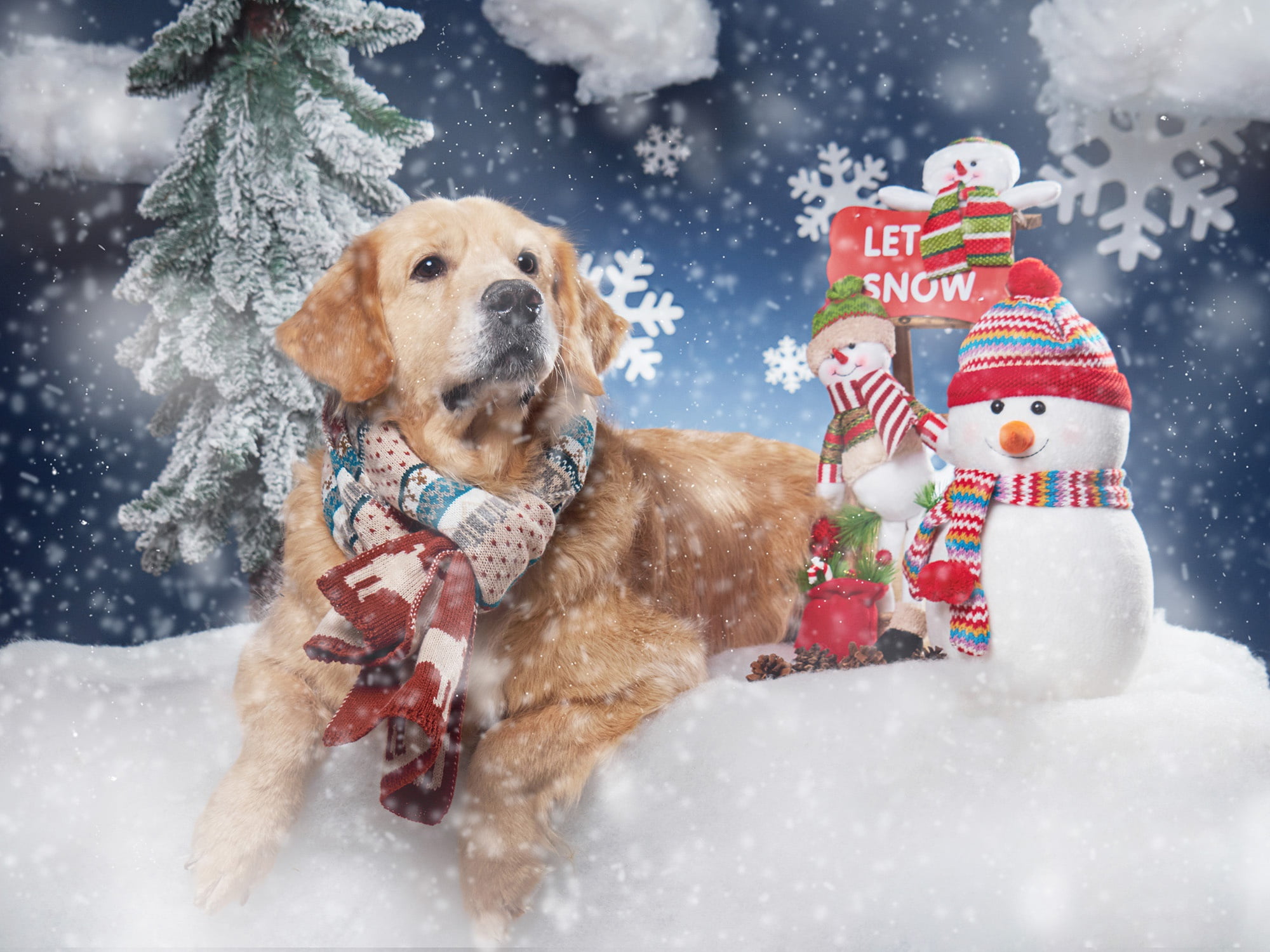 snowflake, 1080P, humor, clothing, adult, golden, mammal, animal, santa Claus, snow, retriever, tree, Golden Retriever, gift, happiness, cold temperature, HD Wallpaper