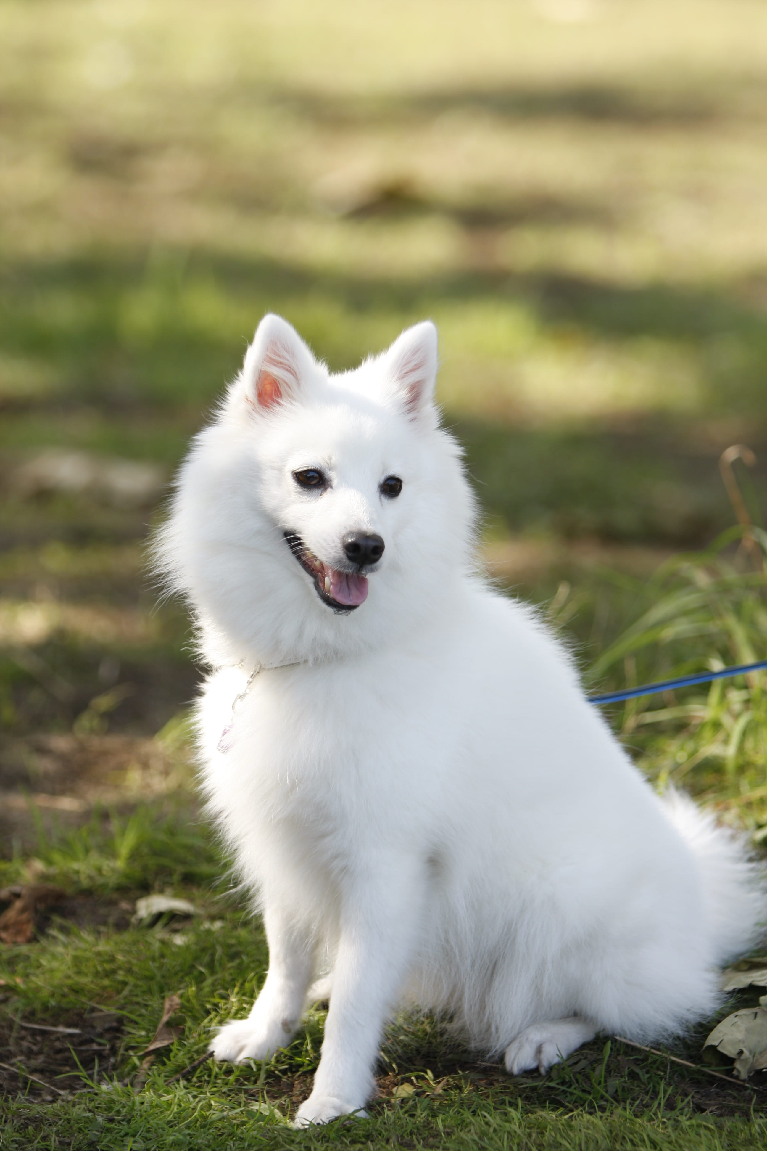 no people, outdoors, portrait, canine, animal themes, 4K, pomeranian, pets, japanese spitz, plant, white color, mouth open, grass, dog, one animal, animal, Phone HD Wallpaper