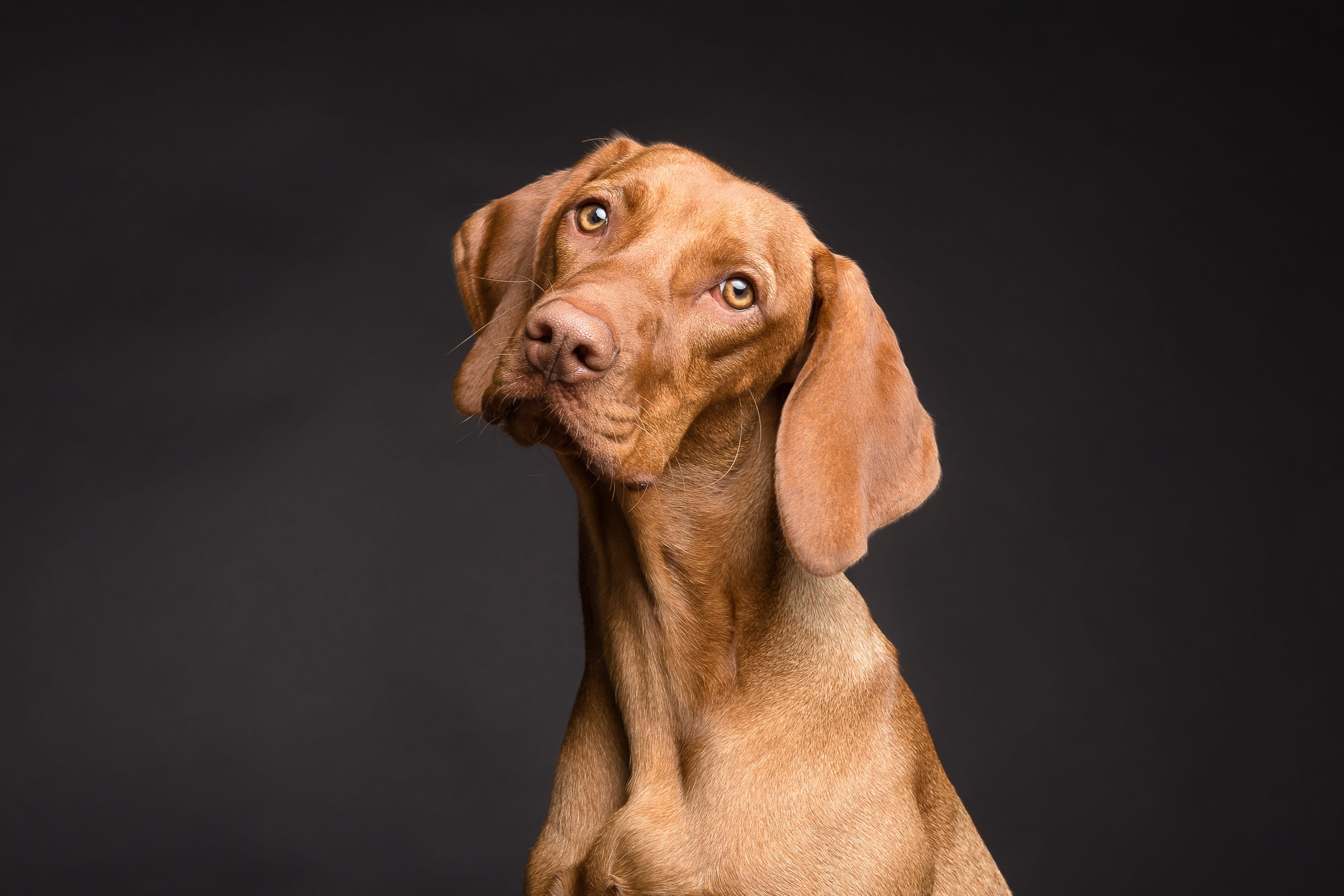 looking at camera, looking, dog, studio shot, no people, cute, mahogany, vizsla, domestic animals, purebred dog, 4K, domestic, mammal, portrait, indoors, HD Wallpaper