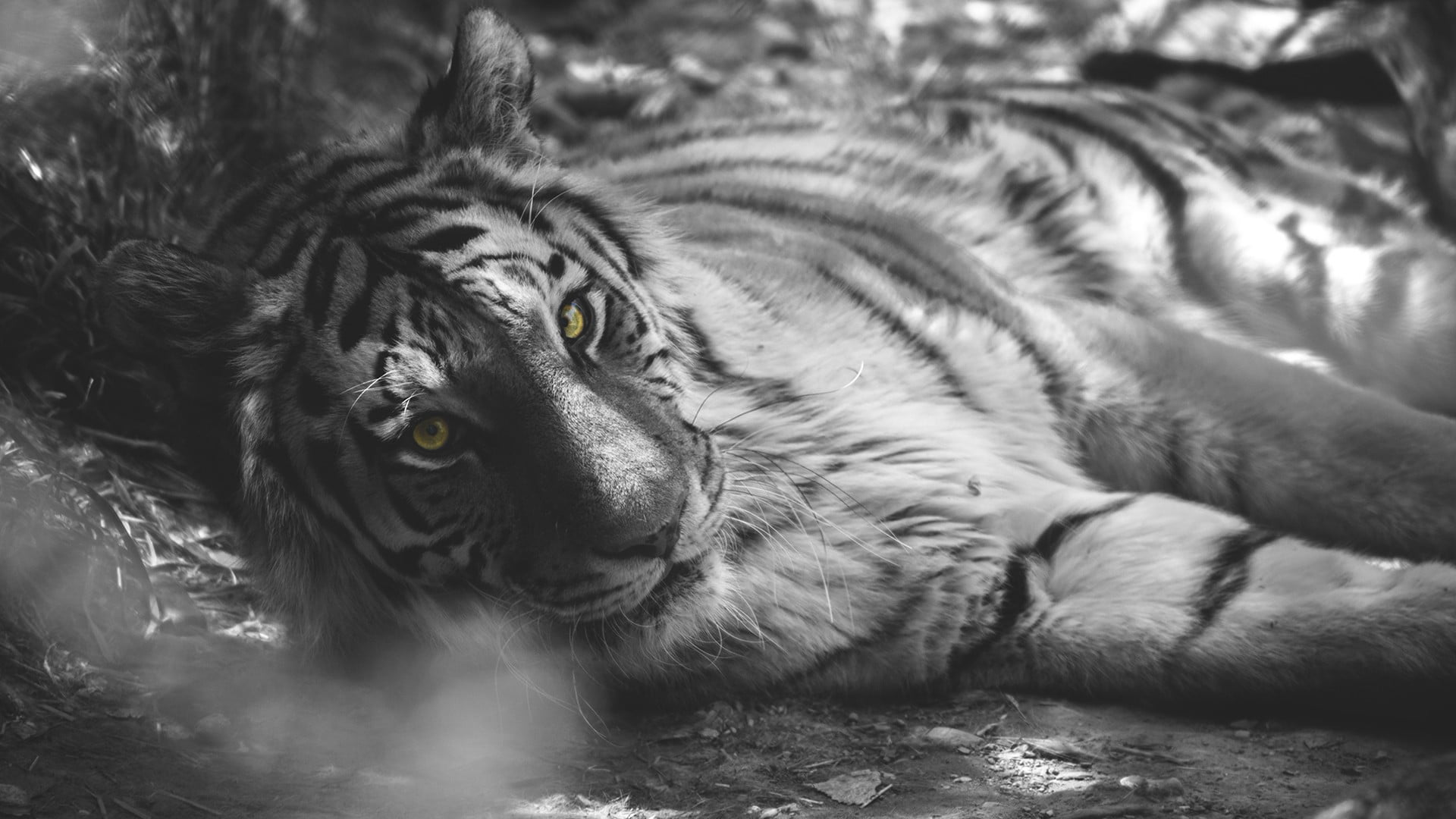 cat, day, tiger, animal, one animal, mammal, feline, carnivora, photo, 1080P, relaxation, domestic animals, big cat, close-up, pets, animals in the wild, HD Wallpaper