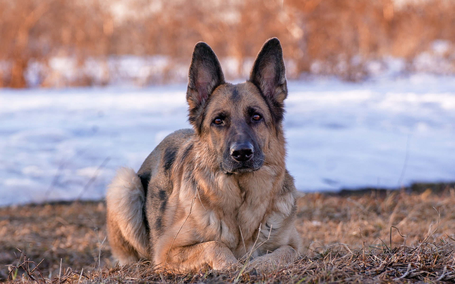 German, View, Front, Shepherd, 1080P, Dog, HD Wallpaper