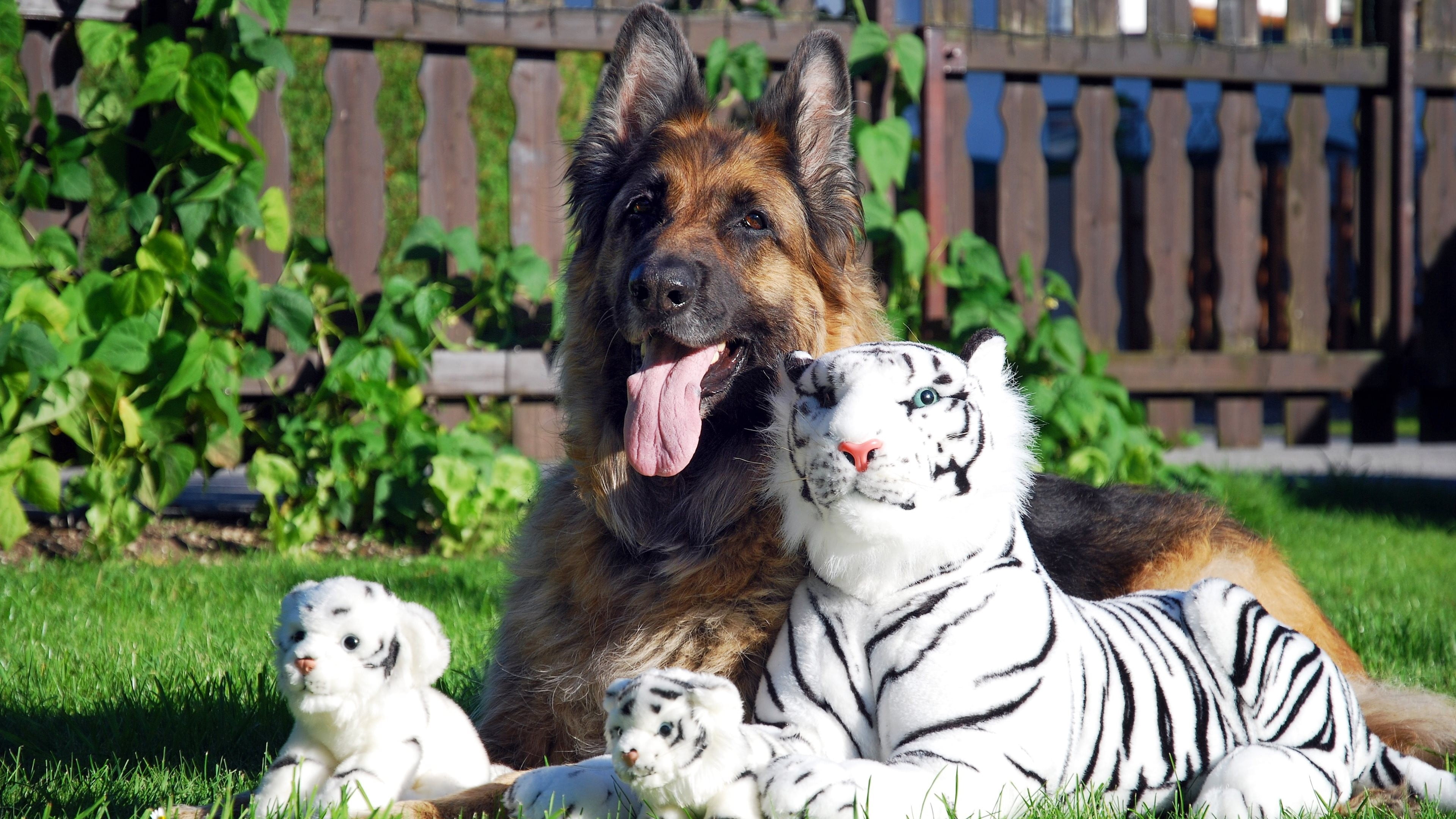 mammal, two animals, black, day, fence, plant, two, pets, tiger, german, barrier, plush, vertebrate, domestic, animal themes, shepherd, nature, canine, HD Wallpaper
