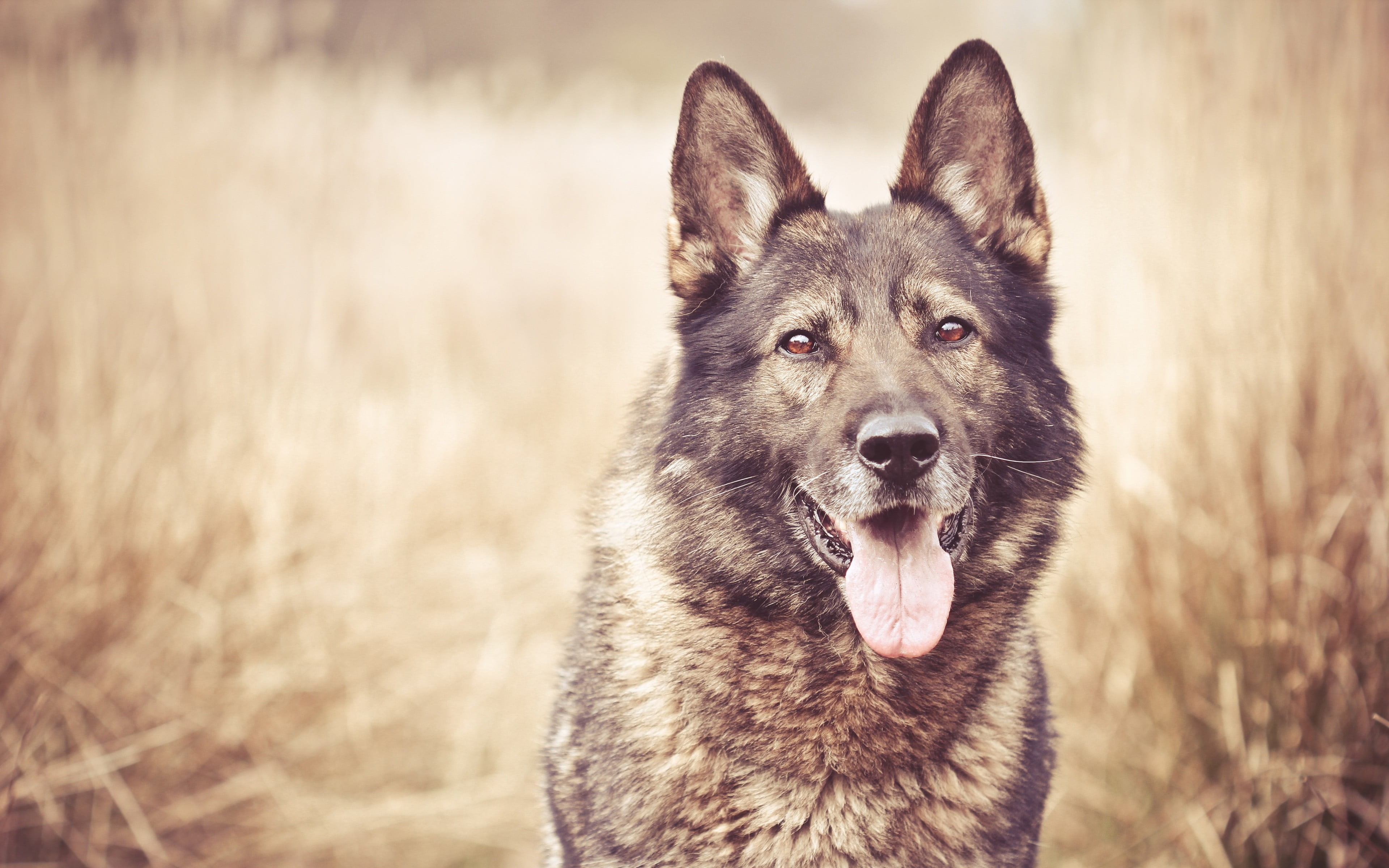 vertebrate, domestic animals, pets, nature, canine, field, day, animal, one animal, animal themes, grass, german, mouth open, dog, land, looking at camera, HD Wallpaper