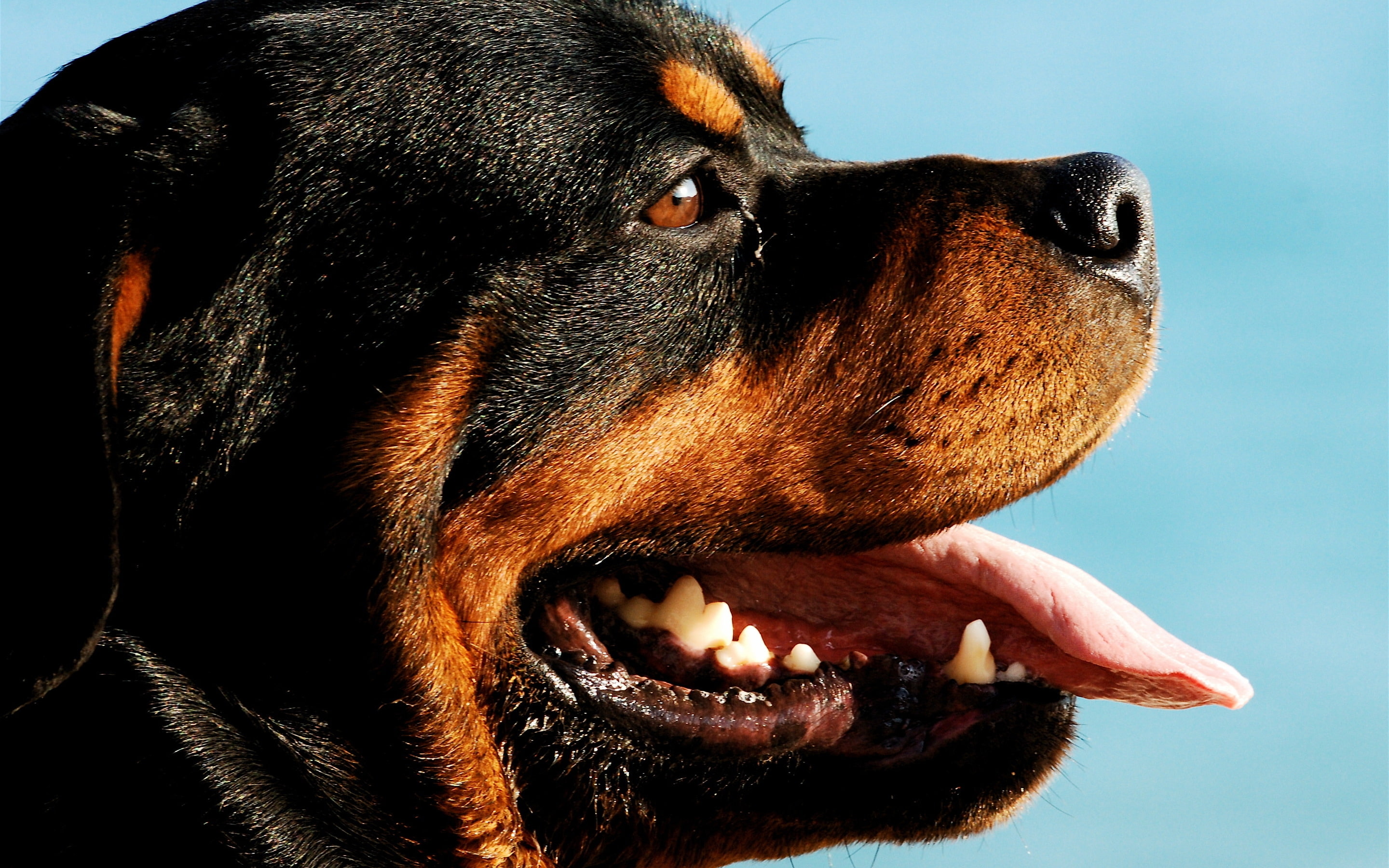 2K, rottweiler, dog, portrait, HD Wallpaper