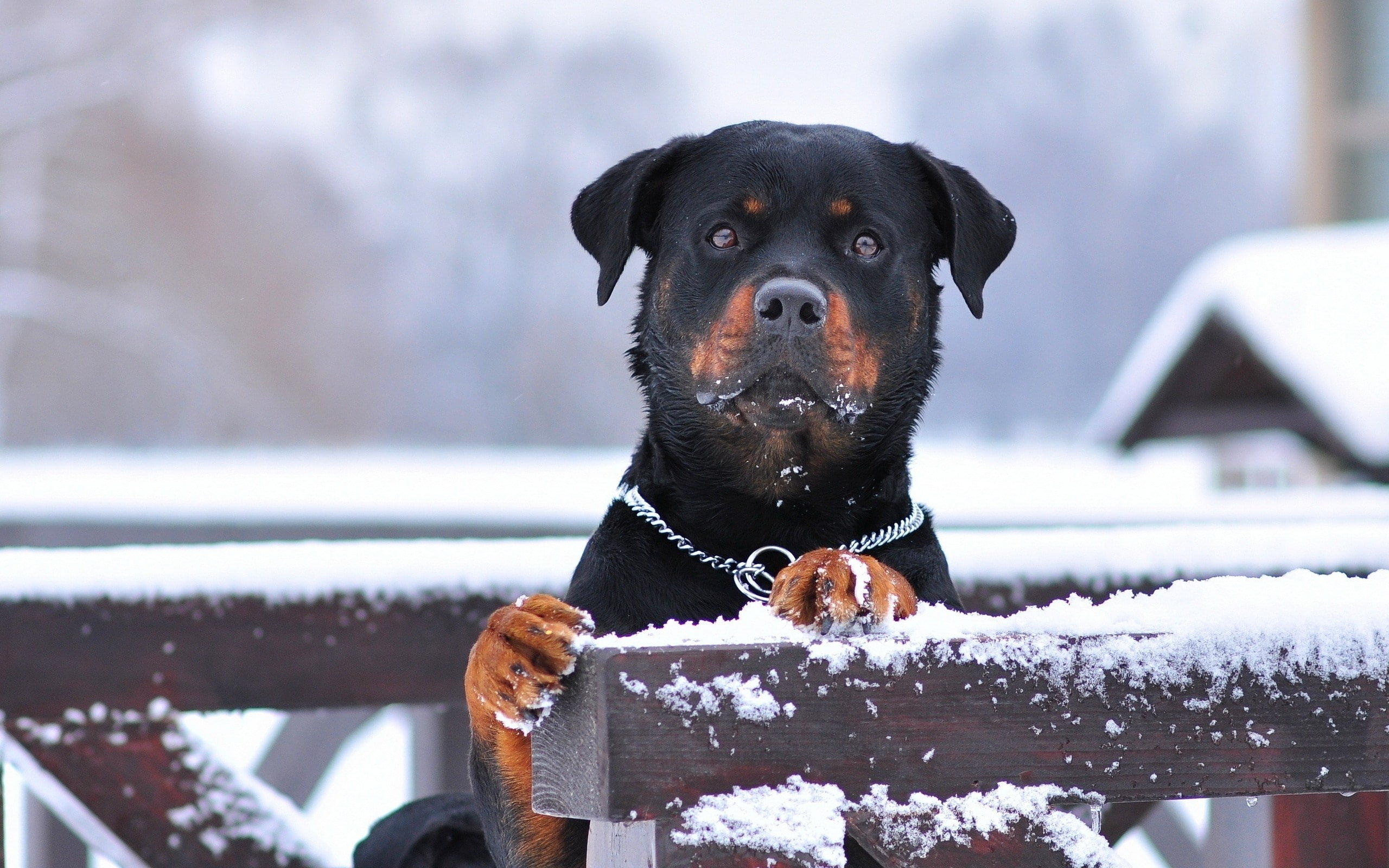 2K, tan, black, snow, rottweiler, HD Wallpaper