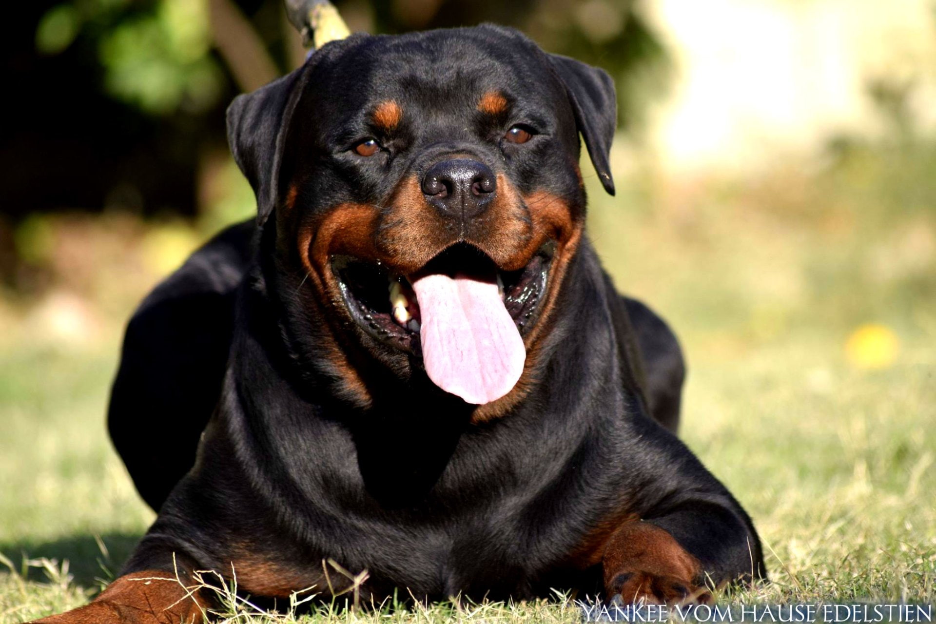 1080P, Rottweiler, Dogs, Dog, HD Wallpaper