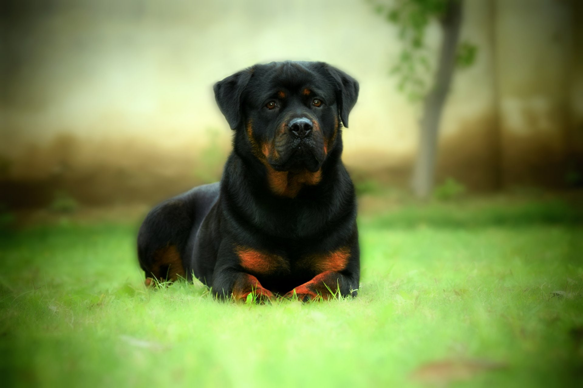 1080P, Dogs, Rottweiler, HD Wallpaper