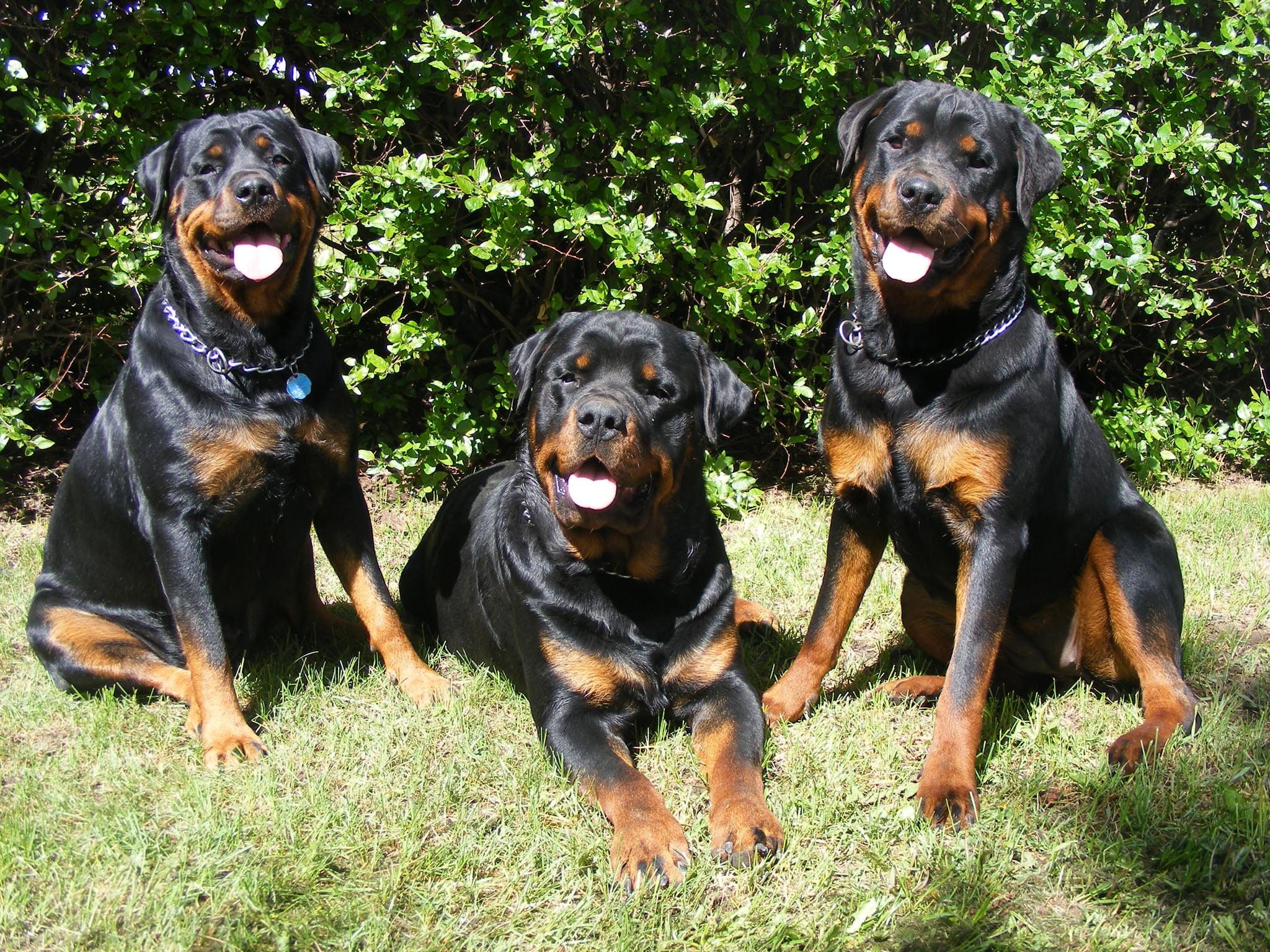 1080P, dogs, dog, rottweiler, HD Wallpaper