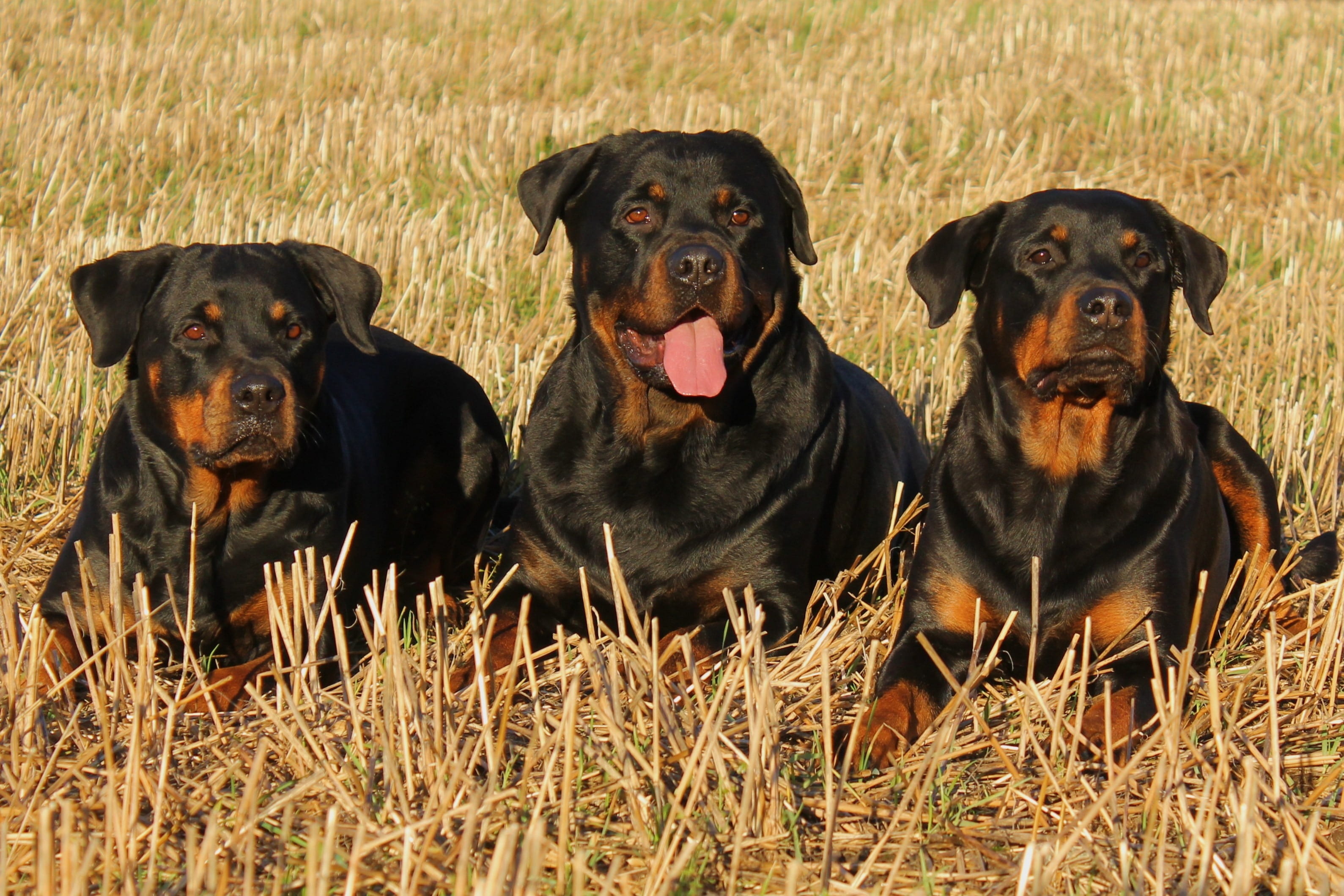 no people, dogs, dog, plant, canine, black color, group of animals, laying, three, day, sitting, 2K, portrait, field, rottweiler, animal, mammal, pets, HD Wallpaper