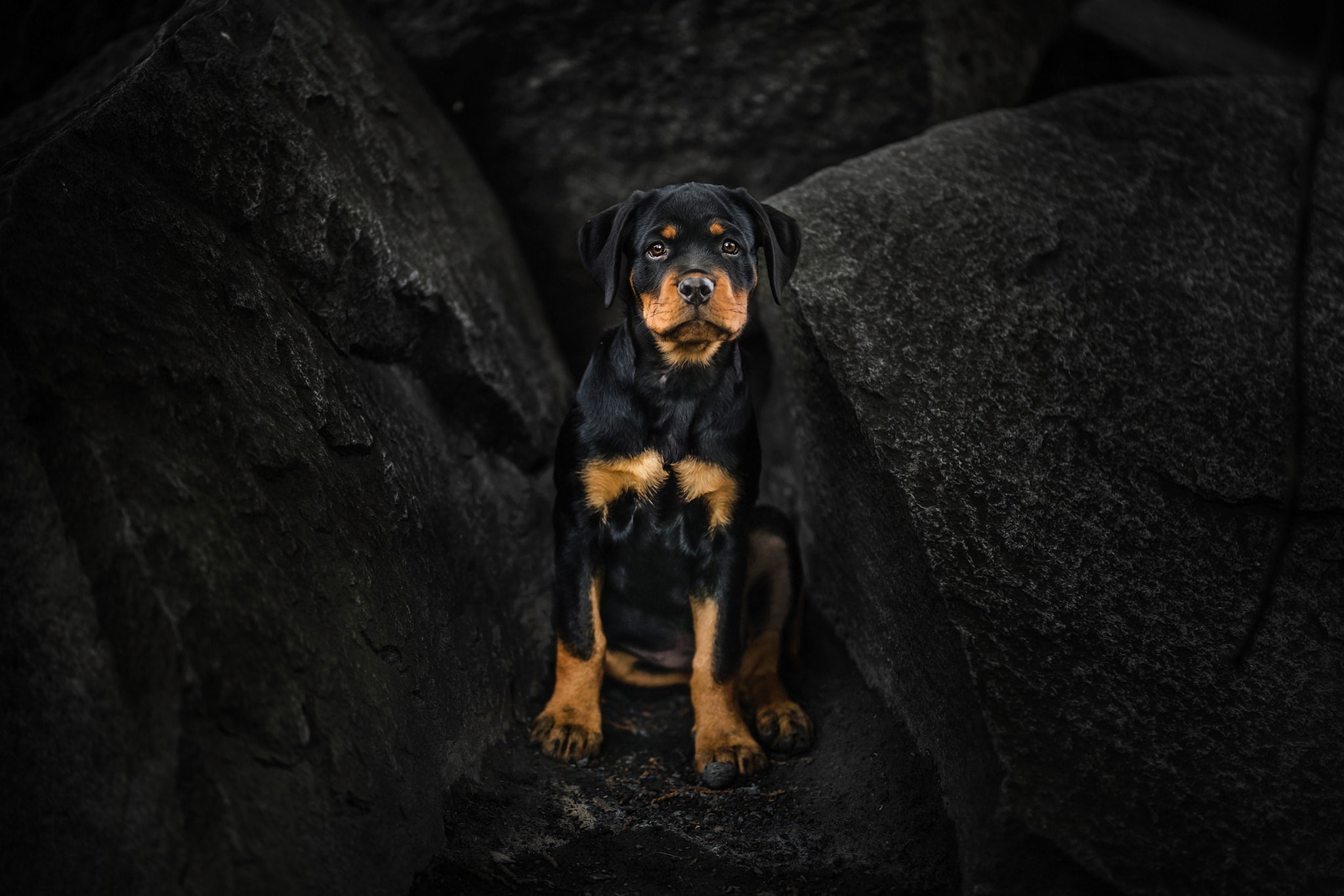 Rottweiler, 1080P, puppy, dog, look, stones, HD Wallpaper