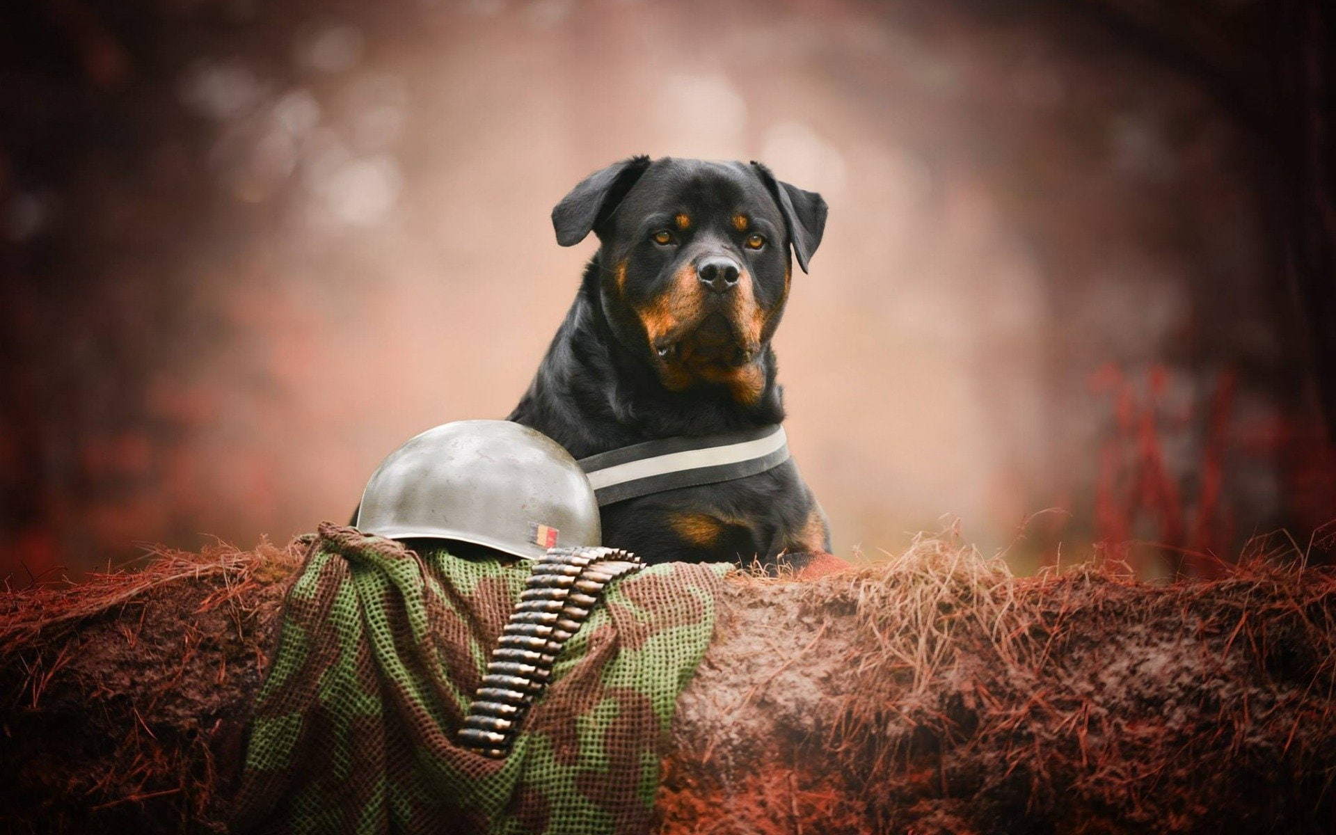 Dog, Dogs, Rottweiler, 1080P, HD Wallpaper
