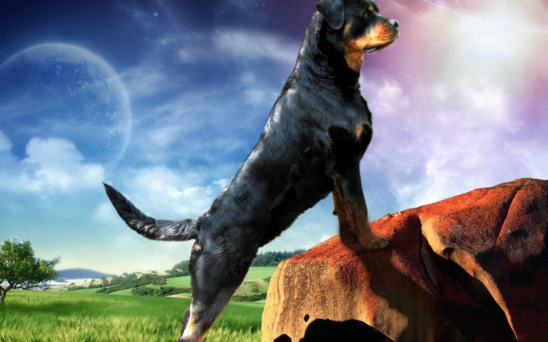 dogs, 1080P, rottweiler, dog, HD Wallpaper