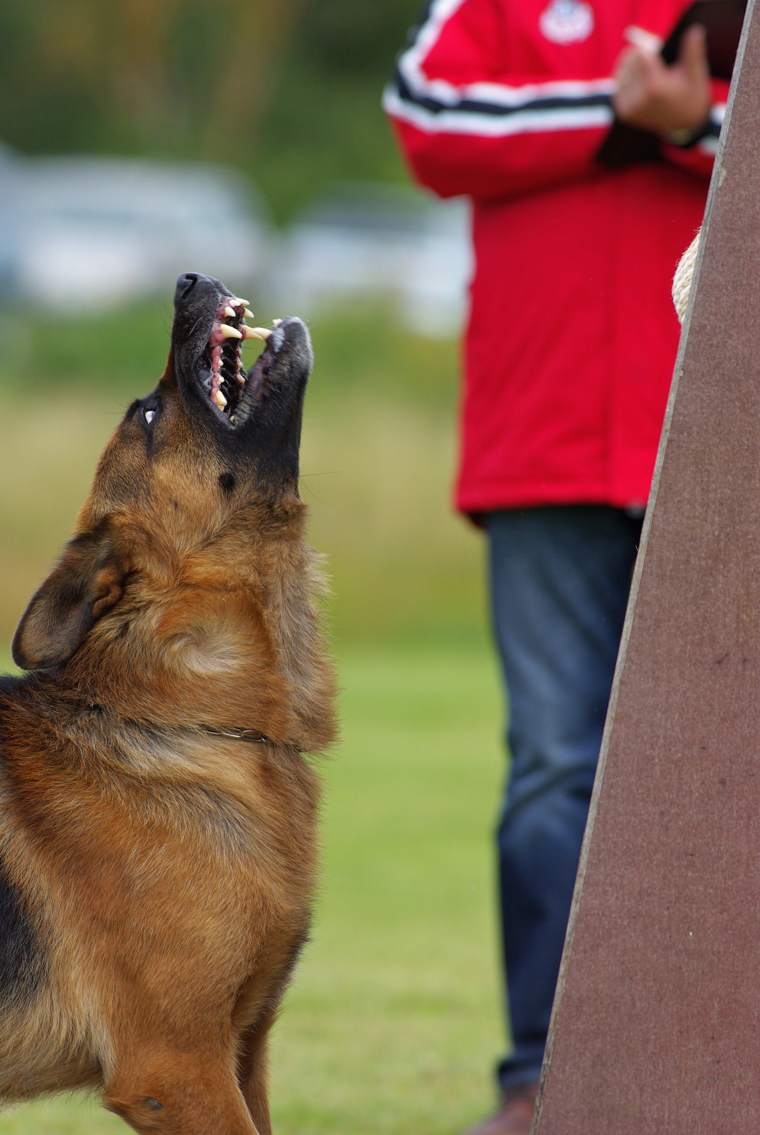 photo, Angry, focus on foreground, dog, German Shepherd, 4K, Dog, pets, german, guarding, mouth open, canine, nature, one animal, focus, domestic animals, Phone HD Wallpaper