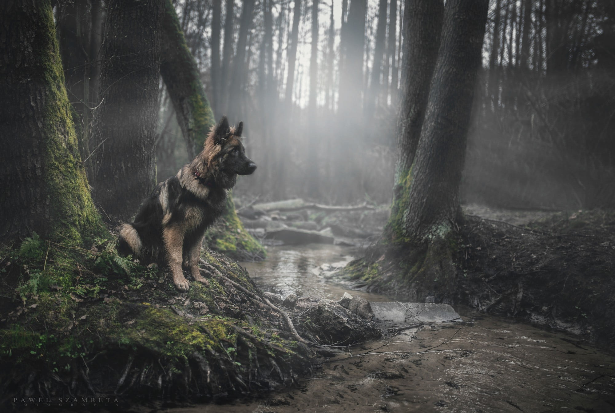 moss, animal, forest, pets, nature, plant, domestic animals, land, mammal, animals, no people, one animal, vertebrate, water, woodland, canine, 1080P, HD Wallpaper